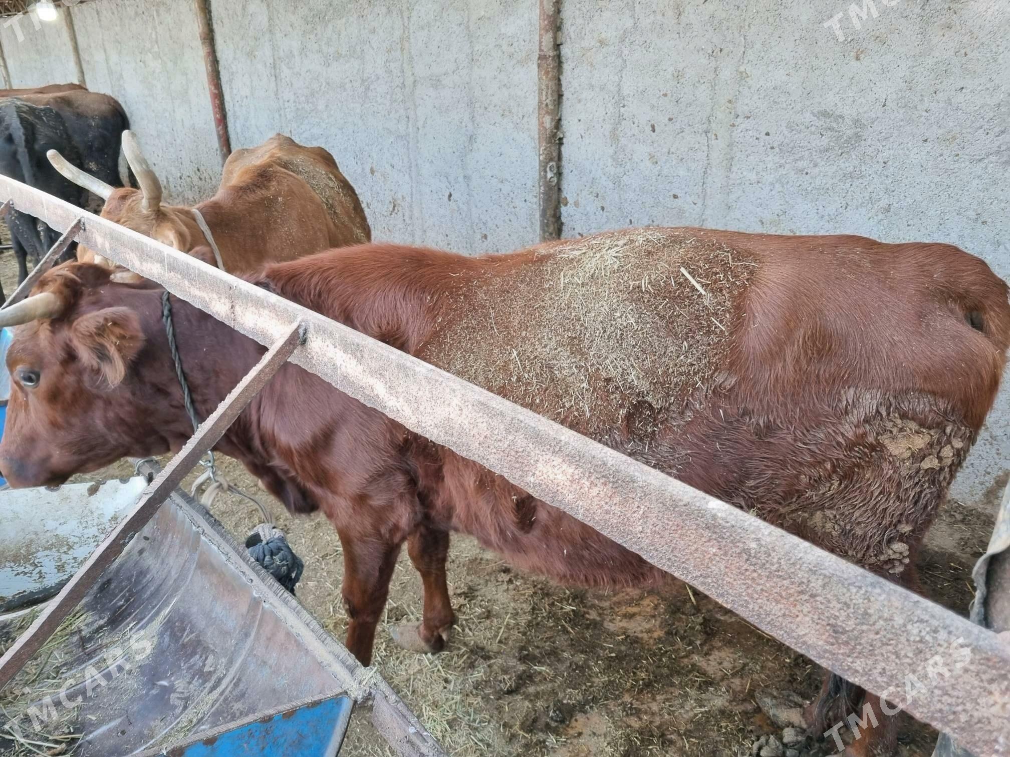 Sygyrlar 13 sany - Сакарчага - img 6