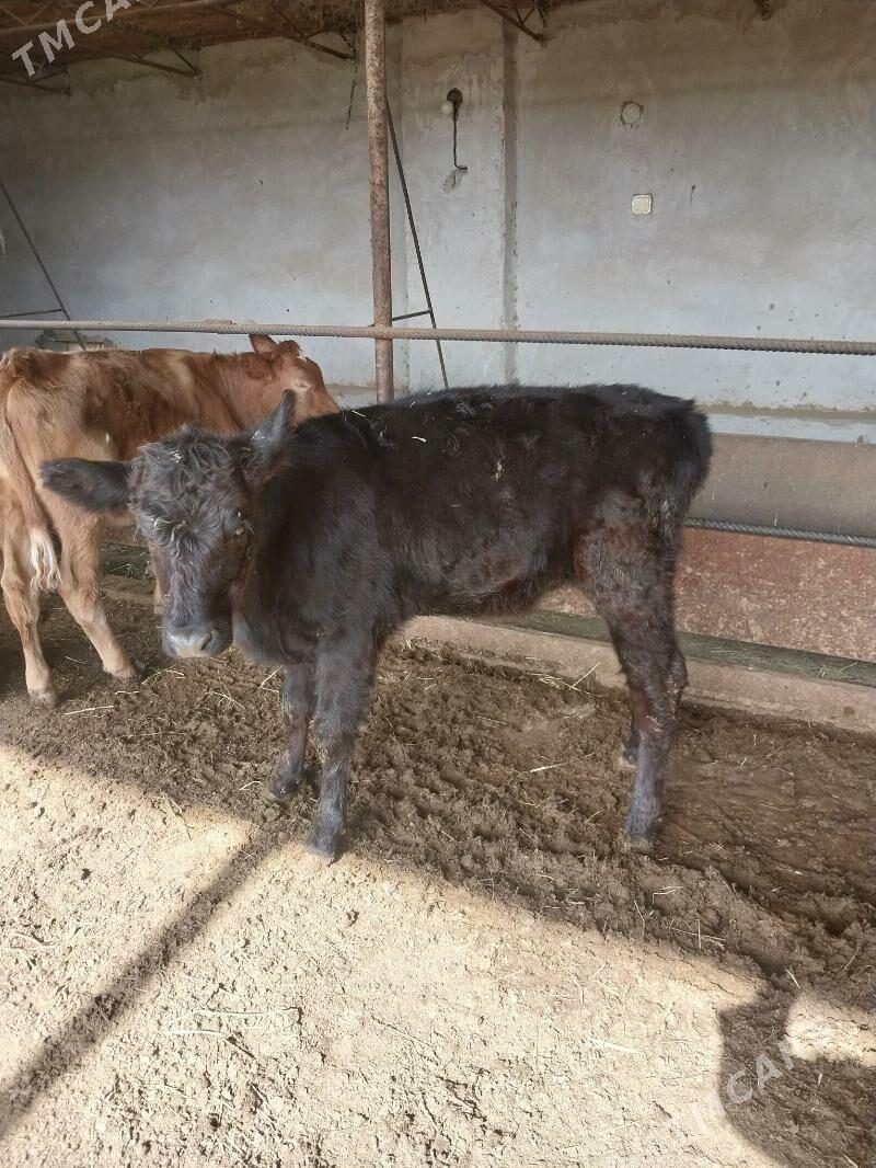 Goleli sygyr. - Саят - img 4