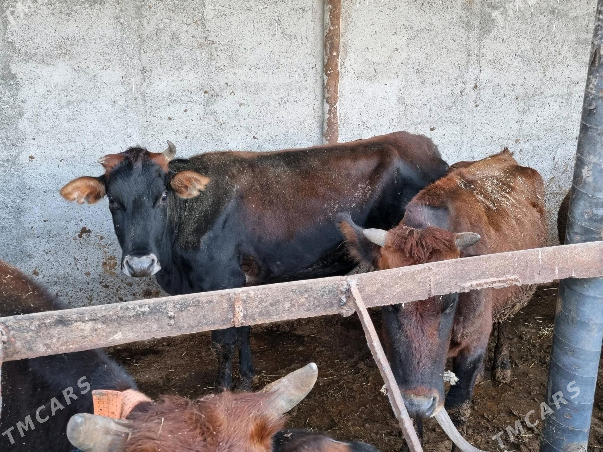 Sygyrlar 13 sany - Сакарчага - img 2