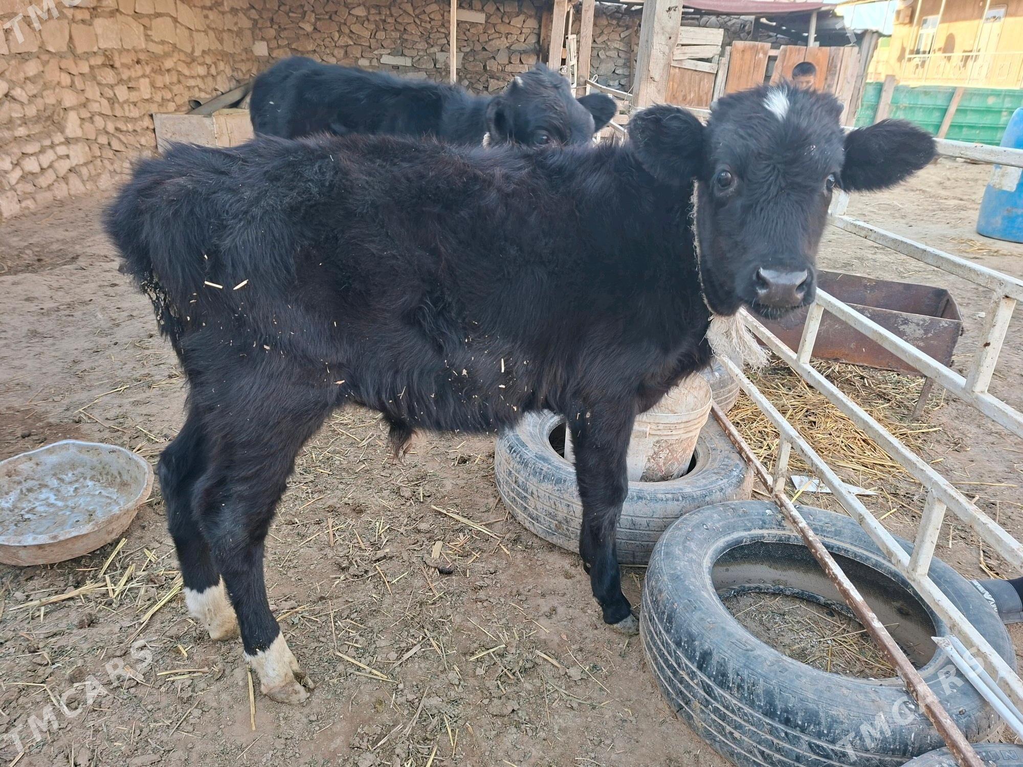 göleli sygyr - Туркменбаши - img 5