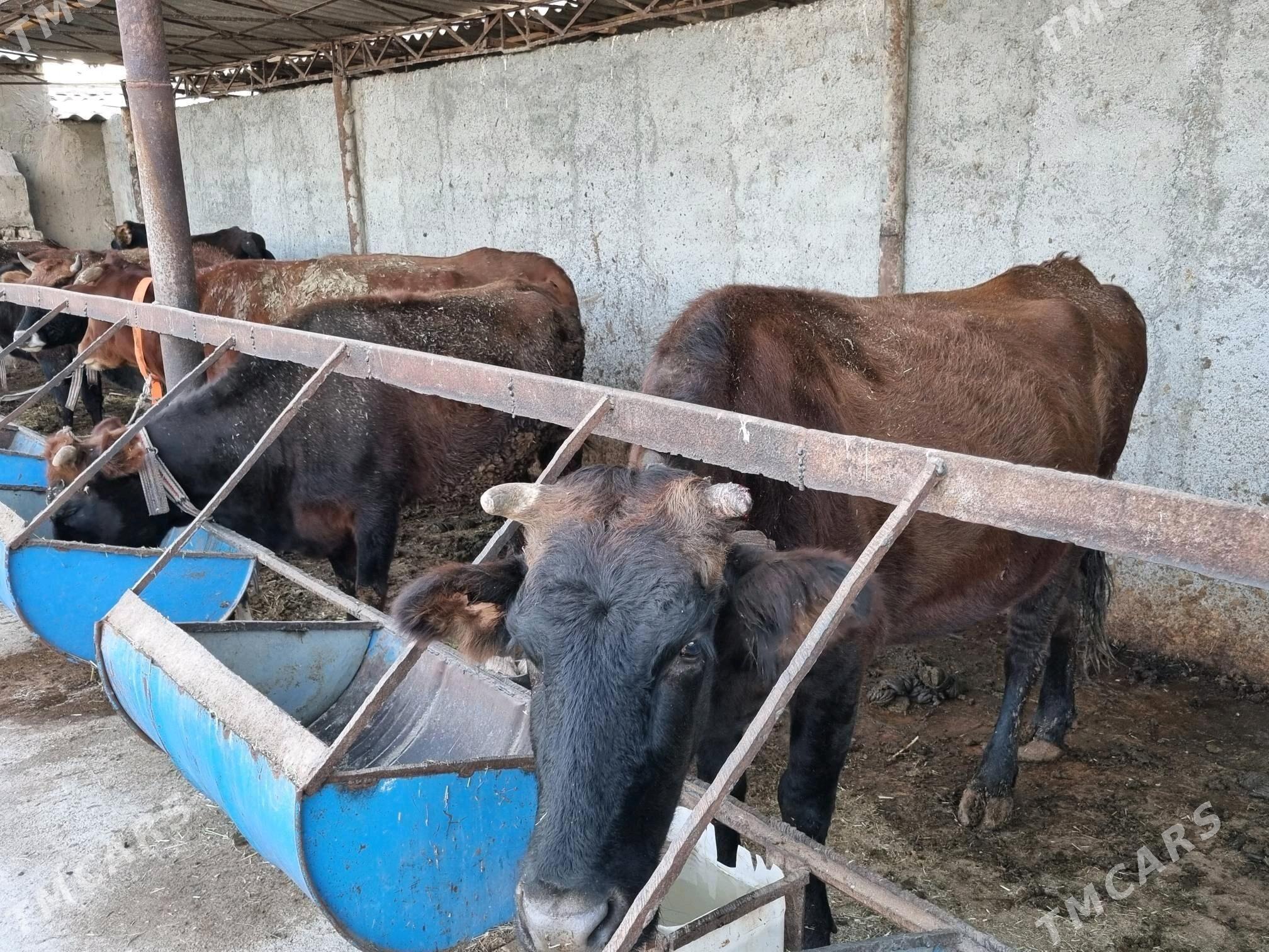 Sygyrlar 13 sany - Сакарчага - img 3