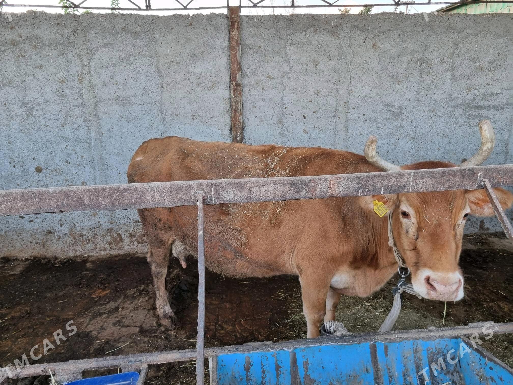 Sygyrlar 13 sany - Сакарчага - img 5