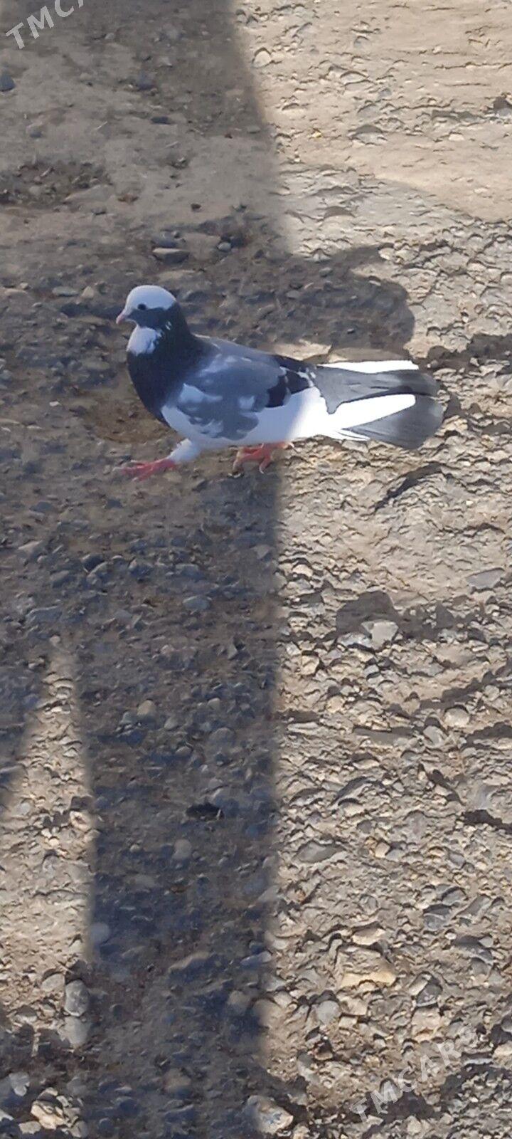 kepderi - Gyzylarbat - img 1