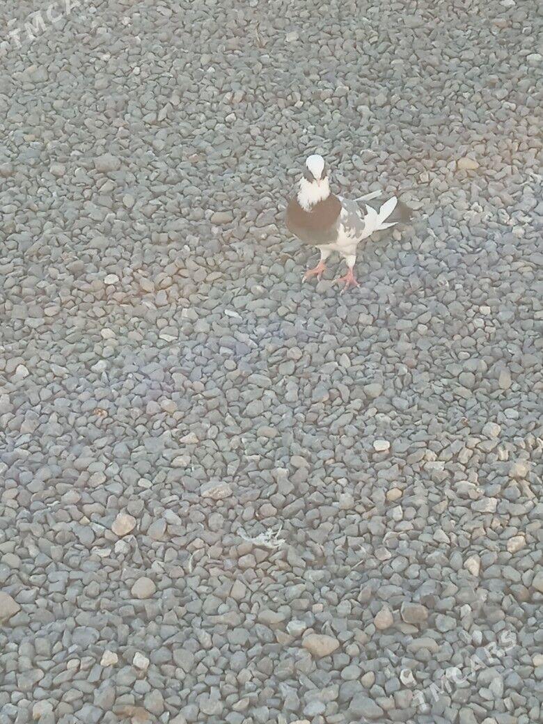 kepderi - Gyzylarbat - img 2