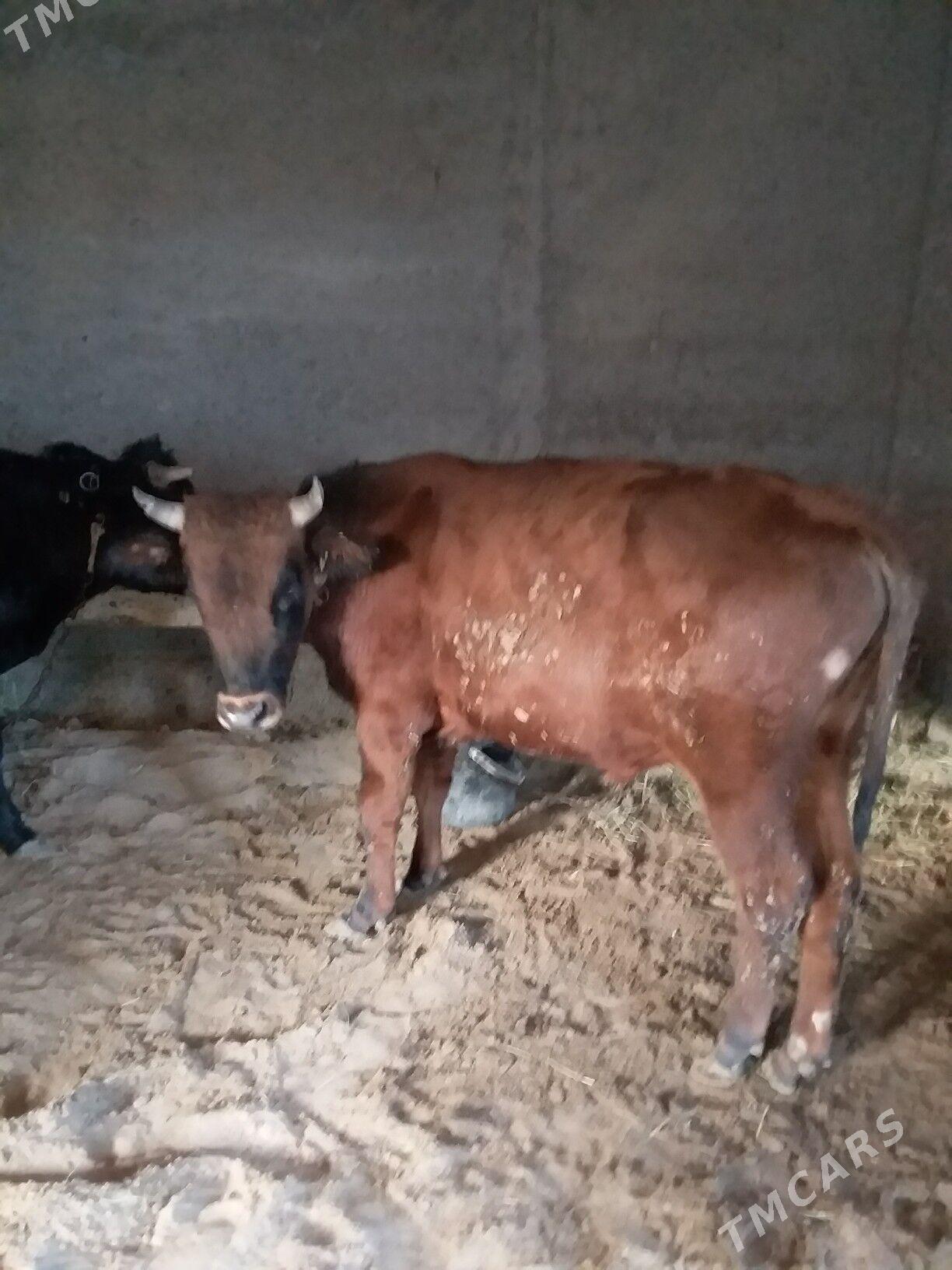 2 сани окиз - Бахарден - img 4