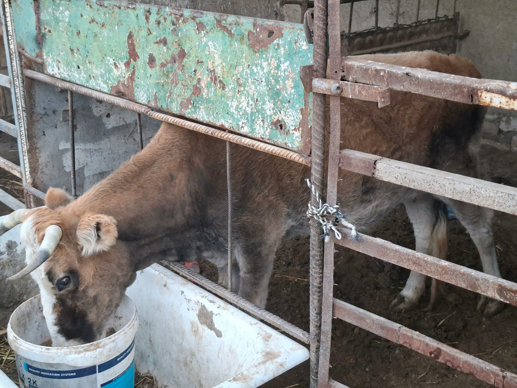 sygyr - Türkmenbaşy - img 4