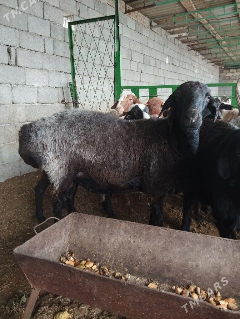 Gizar goç - Гарадамак - img 9