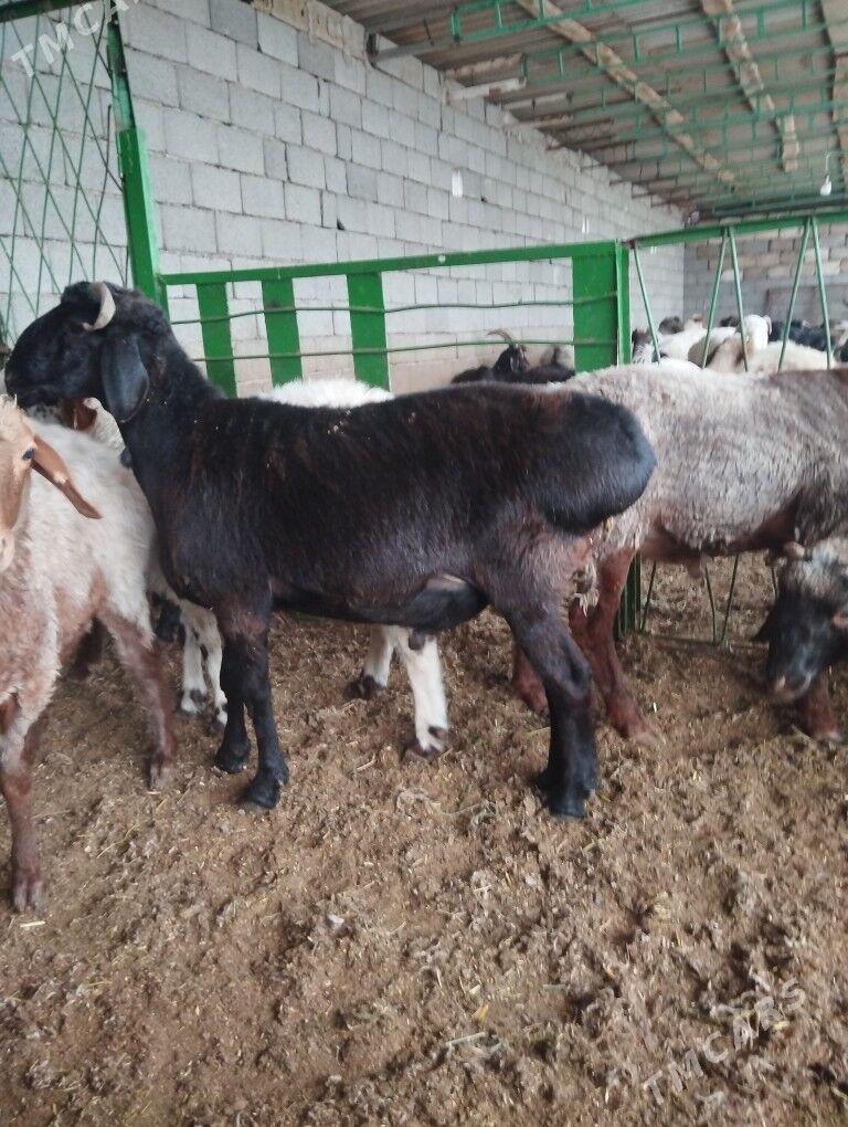 Gizar goç - Гарадамак - img 3