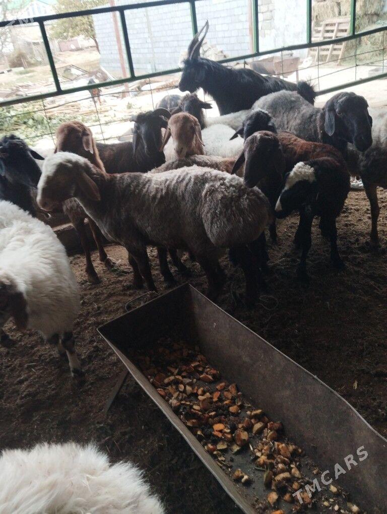 Gizar goç - Гарадамак - img 8