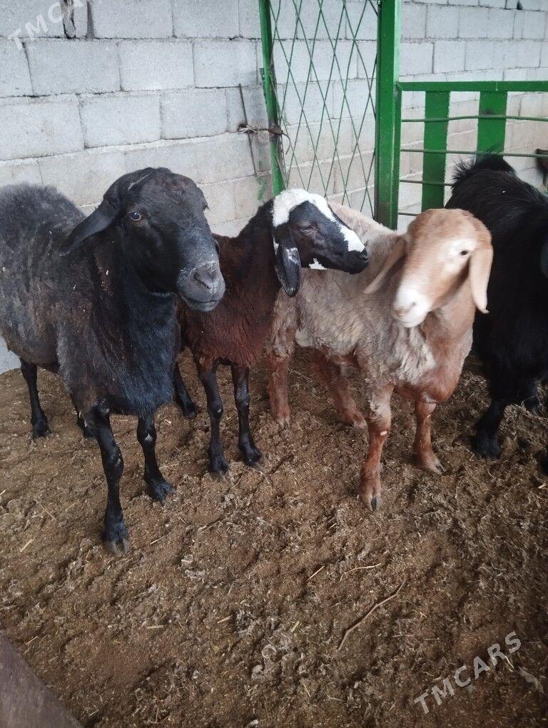 Gizar goç - Гарадамак - img 10