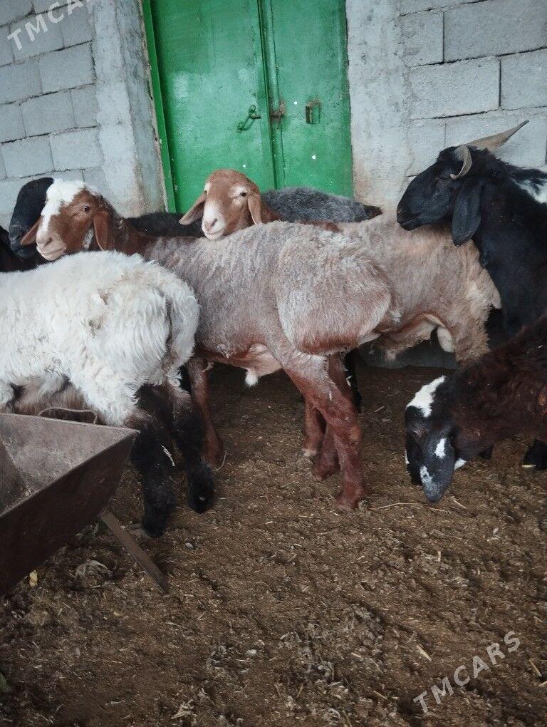 Gizar goç - Гарадамак - img 2