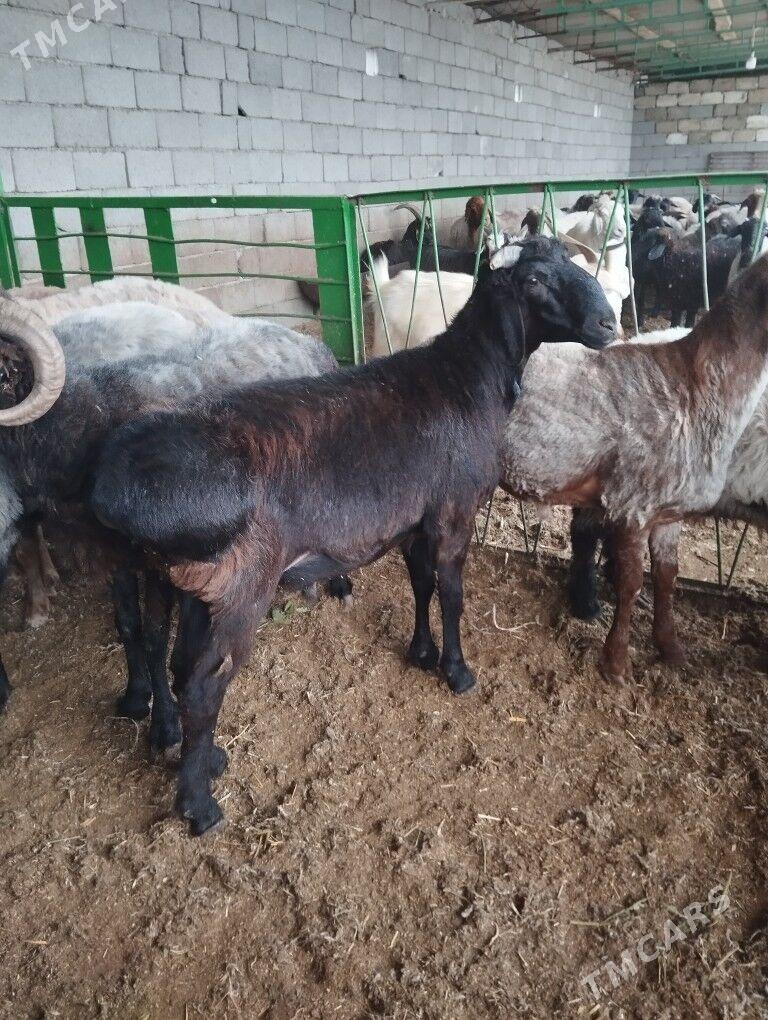 Gizar goç - Гарадамак - img 4