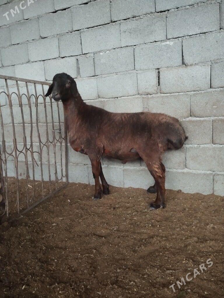 Gizar goç - Гарадамак - img 1