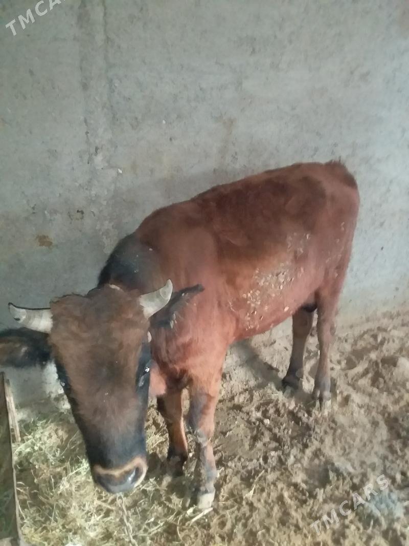 2 сани окиз - Бахарден - img 7