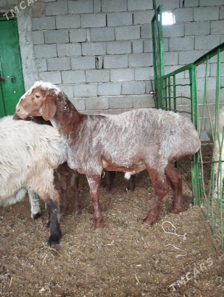 Gizar goç - Гарадамак - img 7