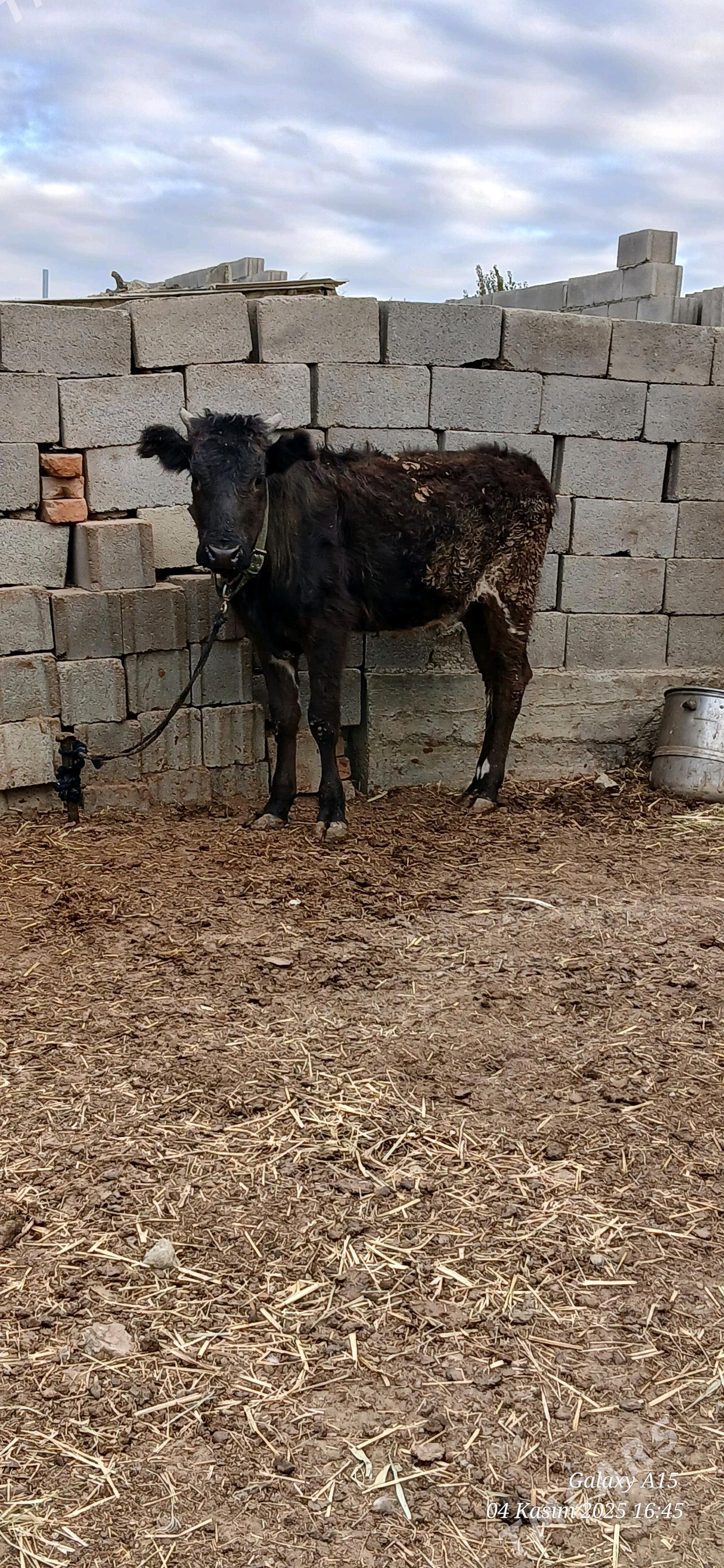 Tuwe gibrit - Bäherden - img 3