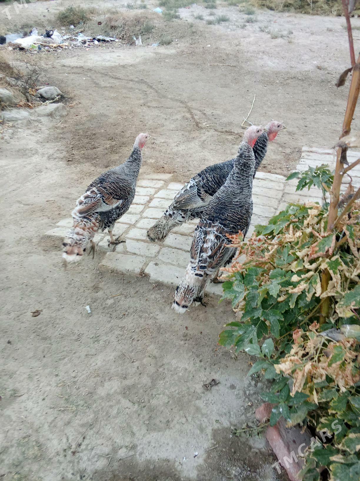 Owgan erkek induk - Бахарден - img 2