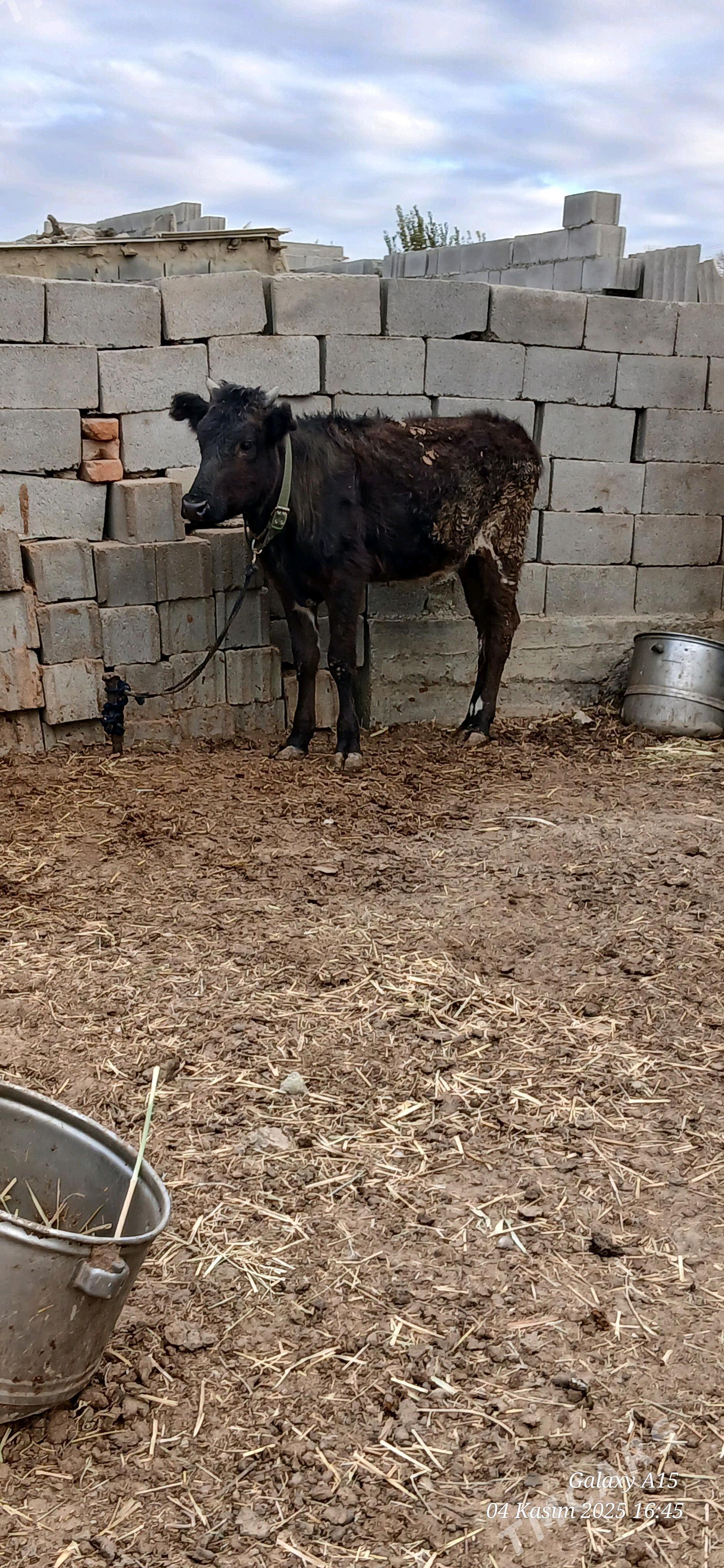 Tuwe gibrit - Bäherden - img 2