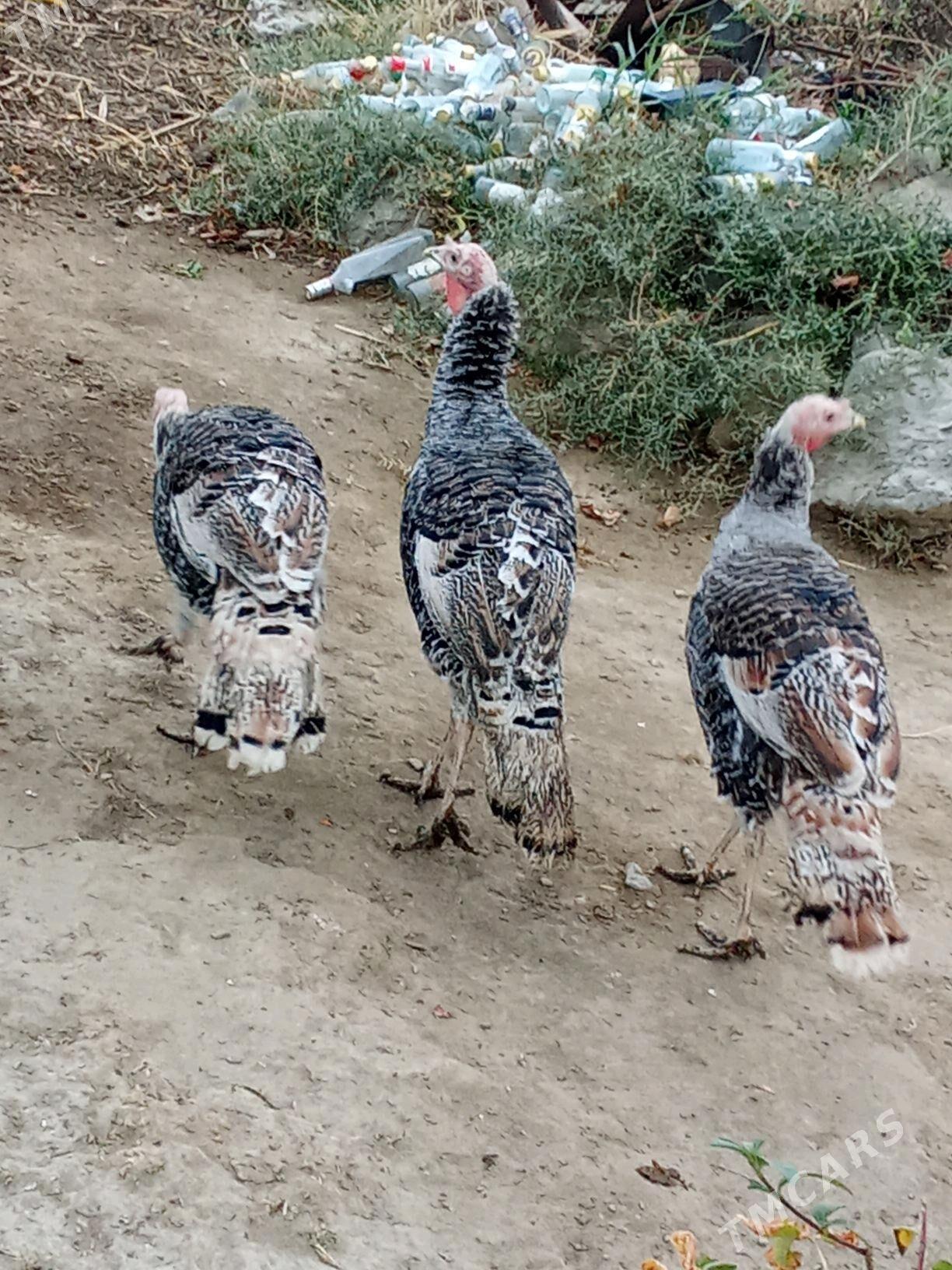 Owgan erkek induk - Бахарден - img 1