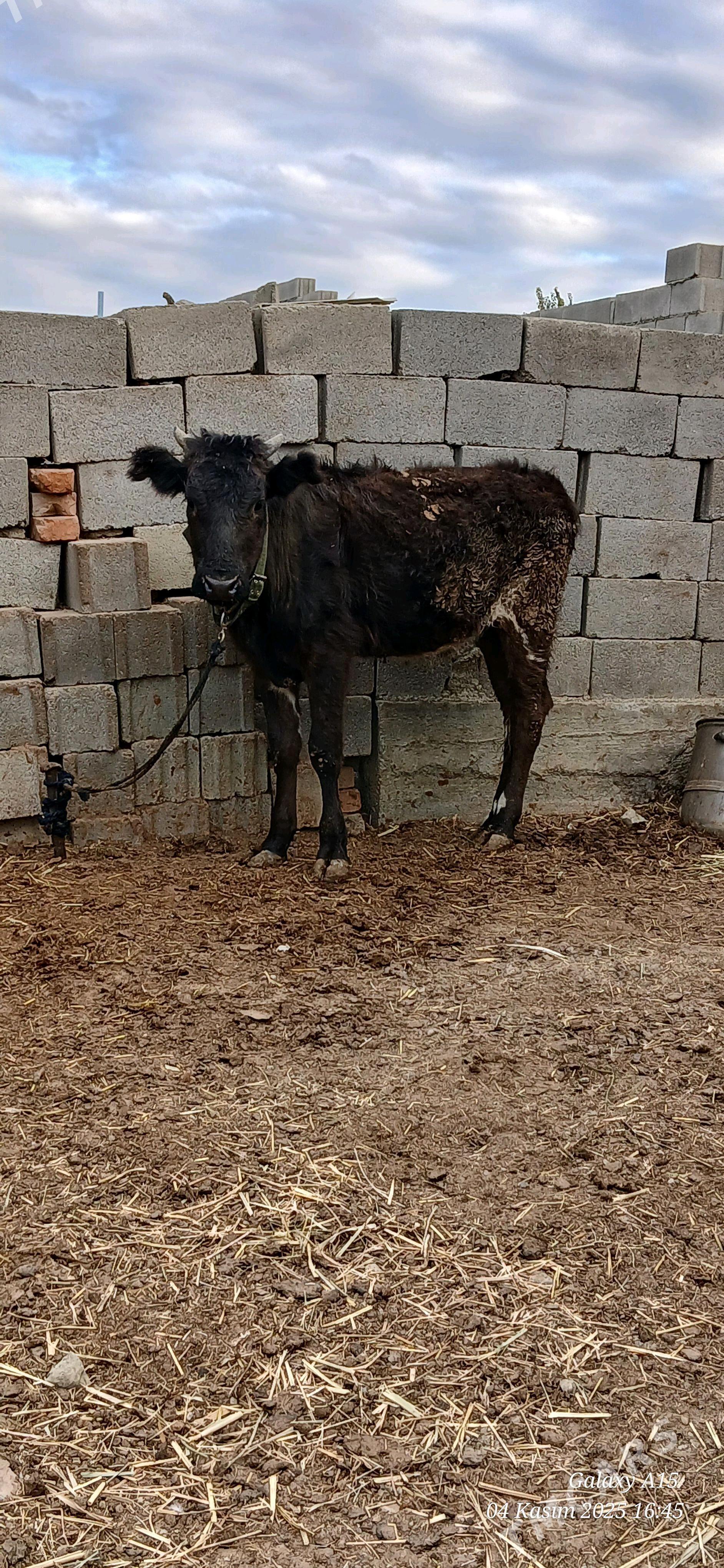 Tuwe gibrit - Bäherden - img 1