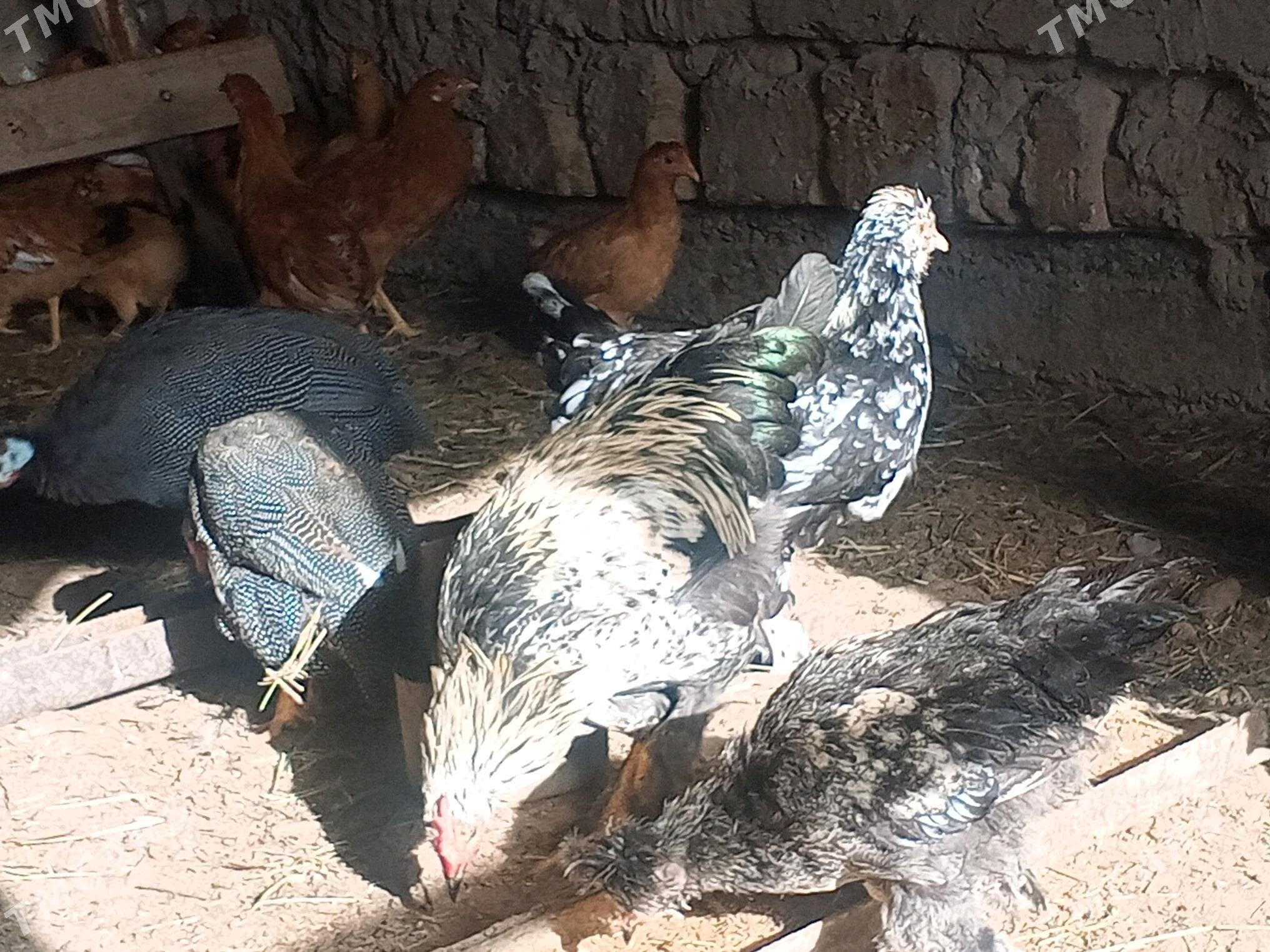 towuk - Сакарчага - img 5