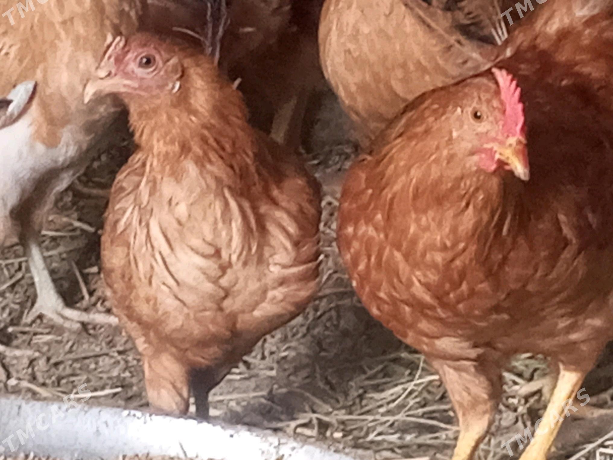 towuk - Сакарчага - img 2