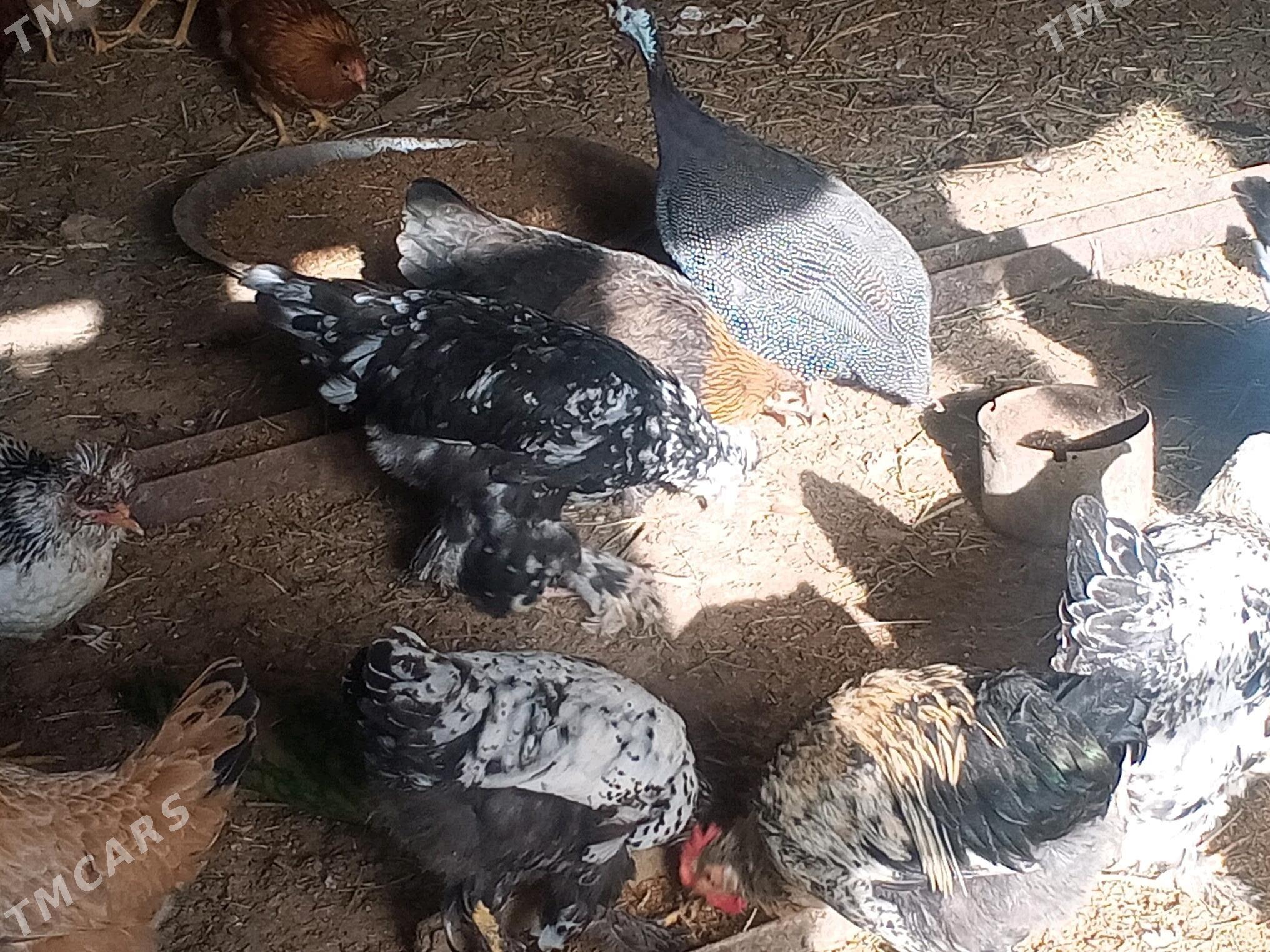 towuk - Сакарчага - img 4