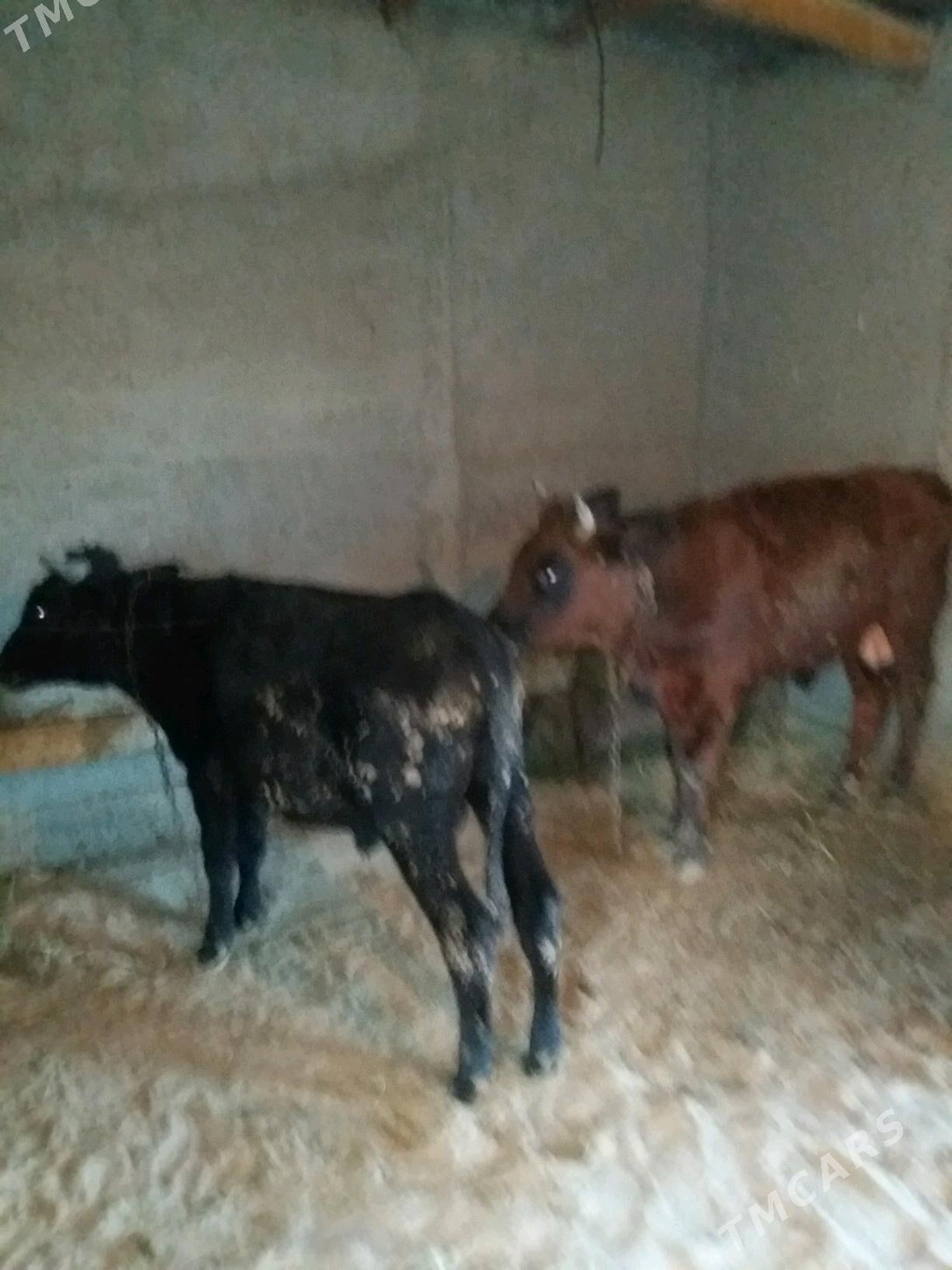 2 сани окиз - Бахарден - img 1