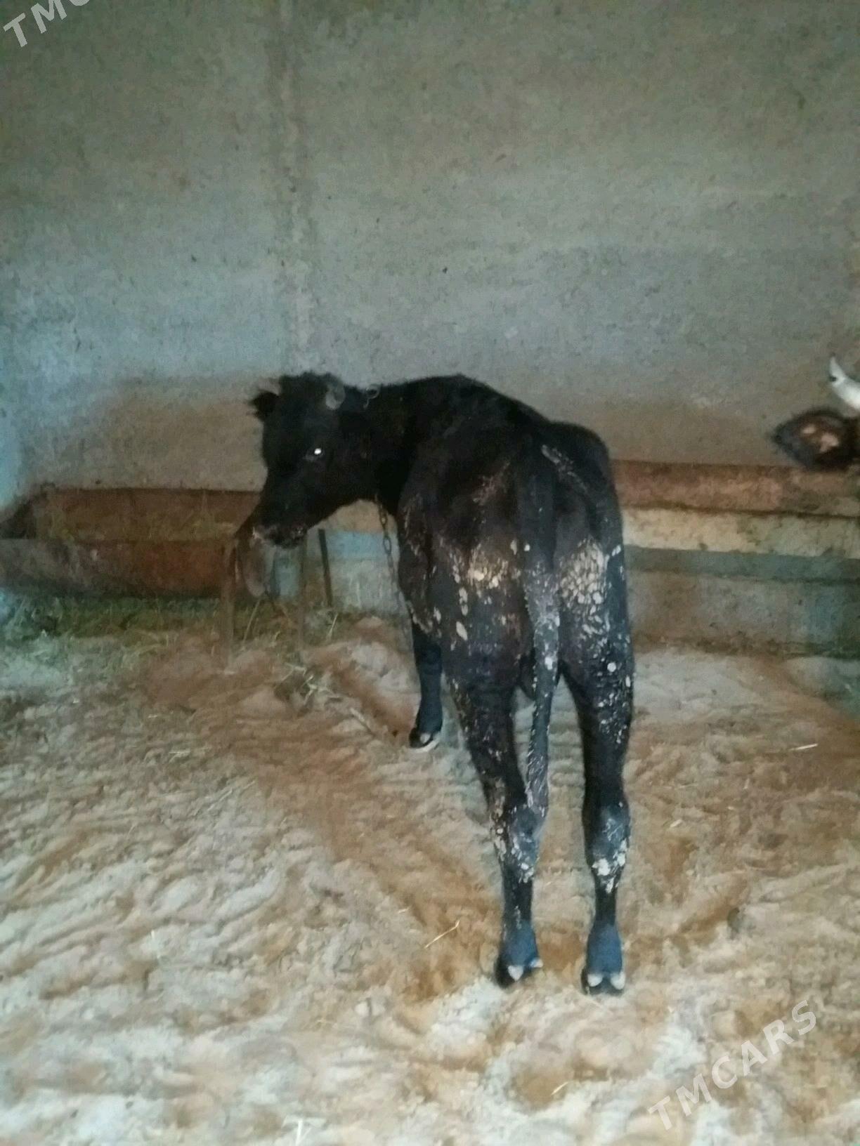 2 сани окиз - Бахарден - img 2