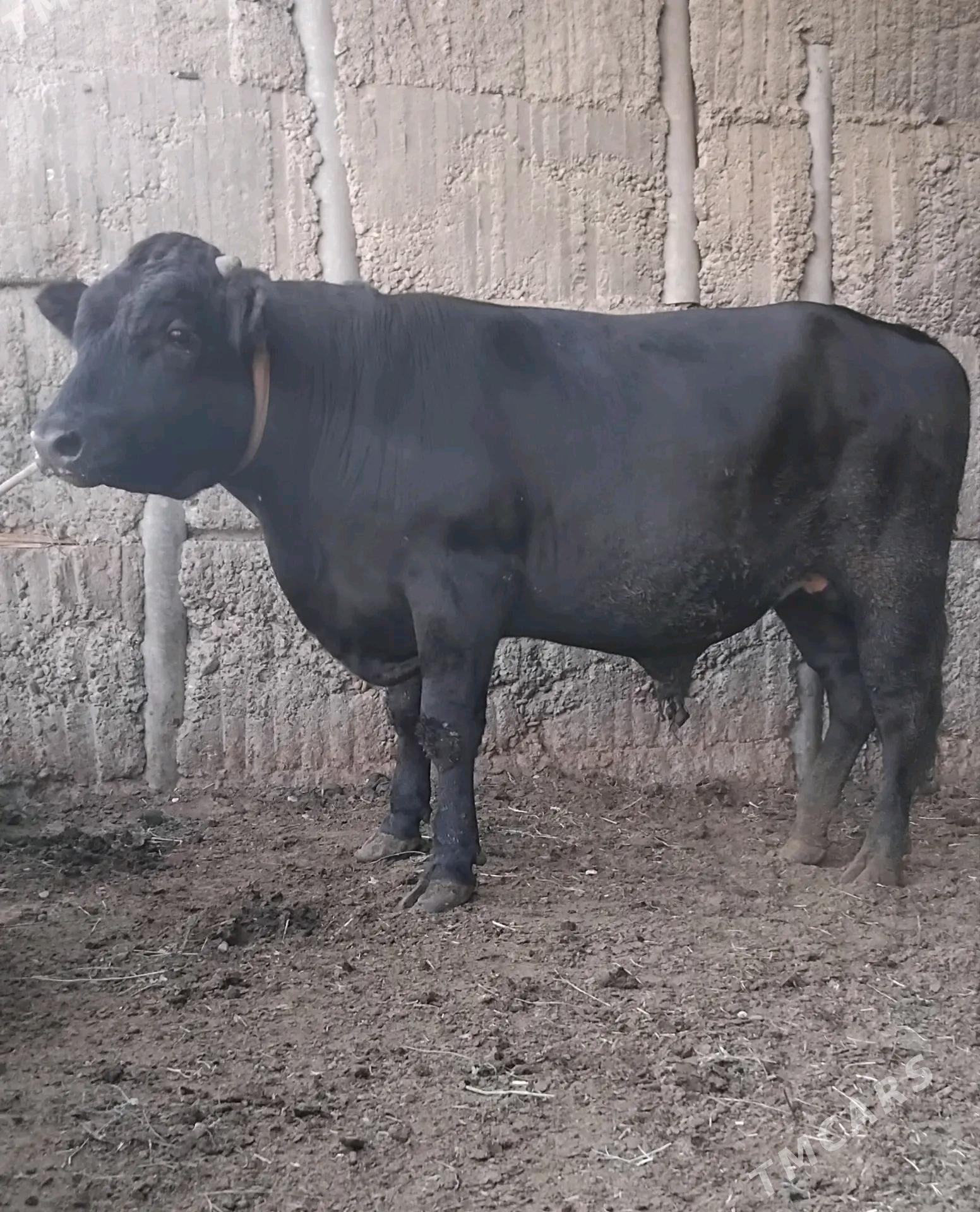 GBIRIT OKUZ - Büzmeýin - img 1