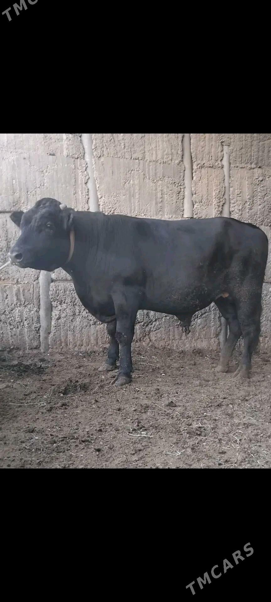 GBIRIT OKUZ - Büzmeýin - img 3