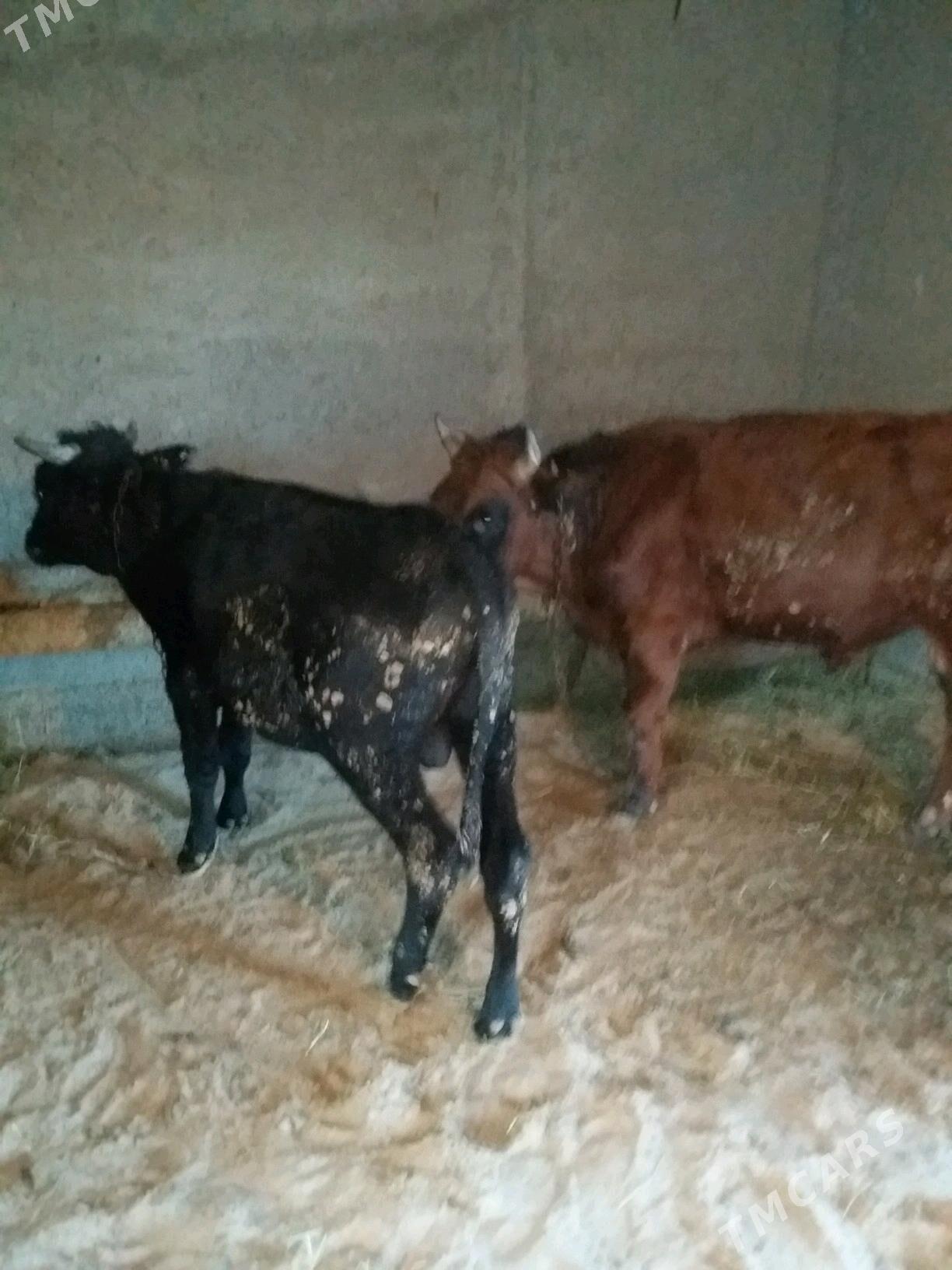 2 сани окиз - Бахарден - img 3