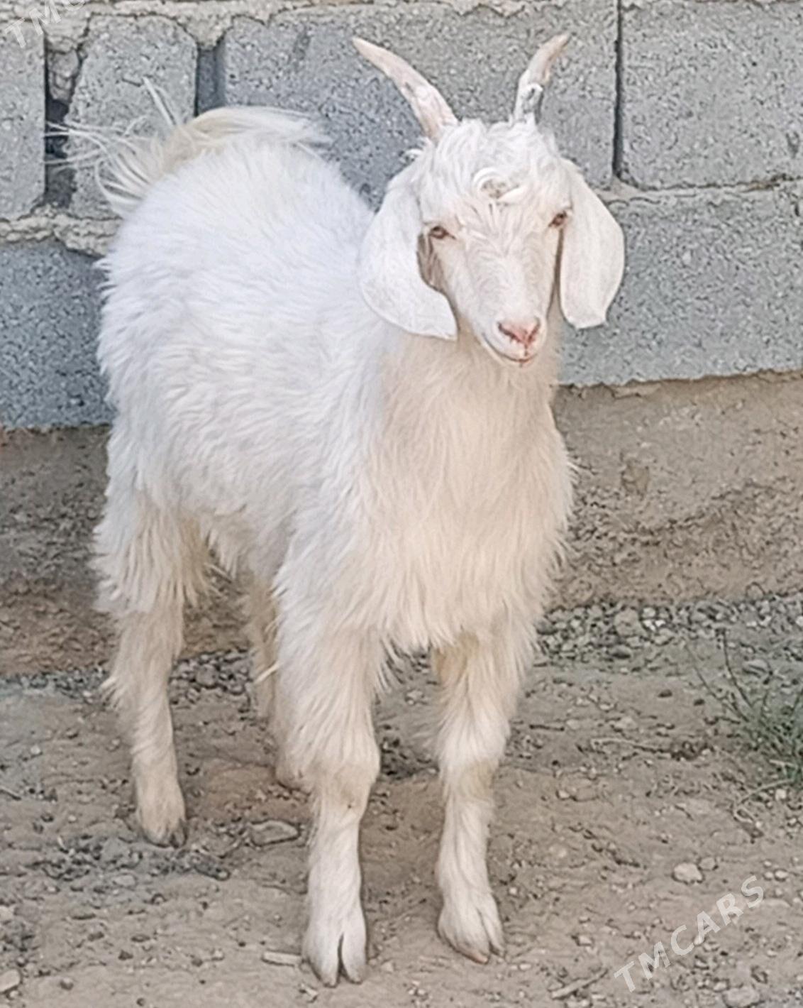 çewiş - Änew - img 3