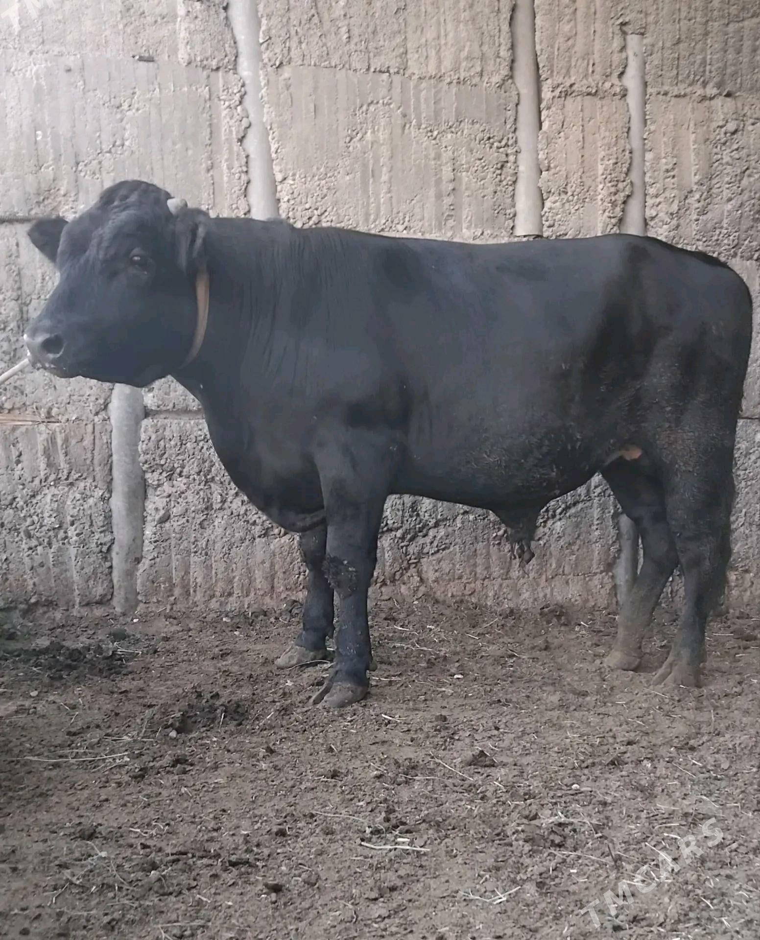 GBIRIT OKUZ - Büzmeýin - img 4