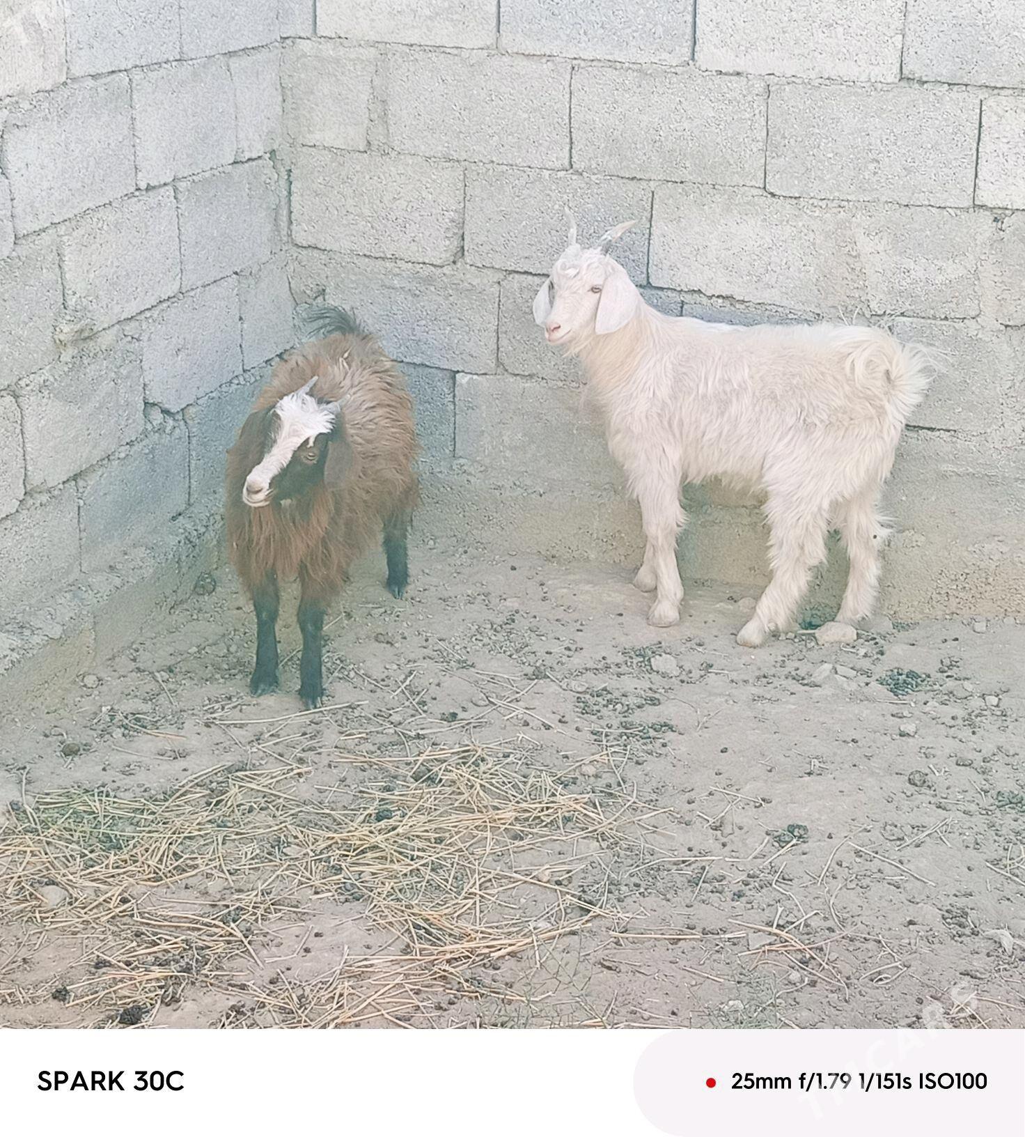 çewiş - Änew - img 2