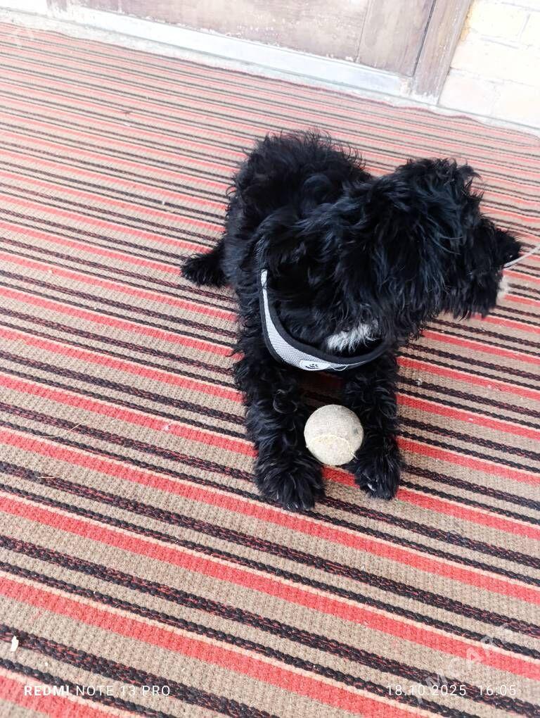 pudel - Türkmenabat - img 3