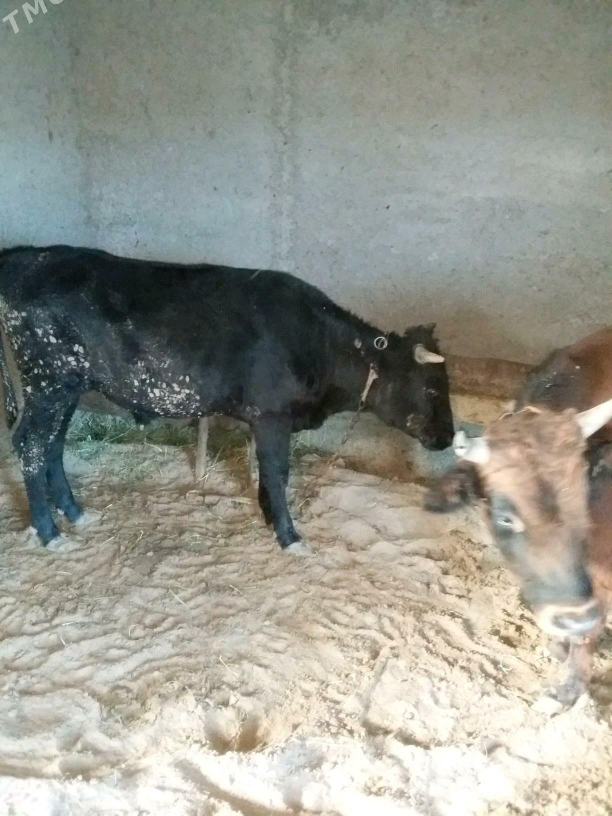 2 сани окиз - Бахарден - img 5