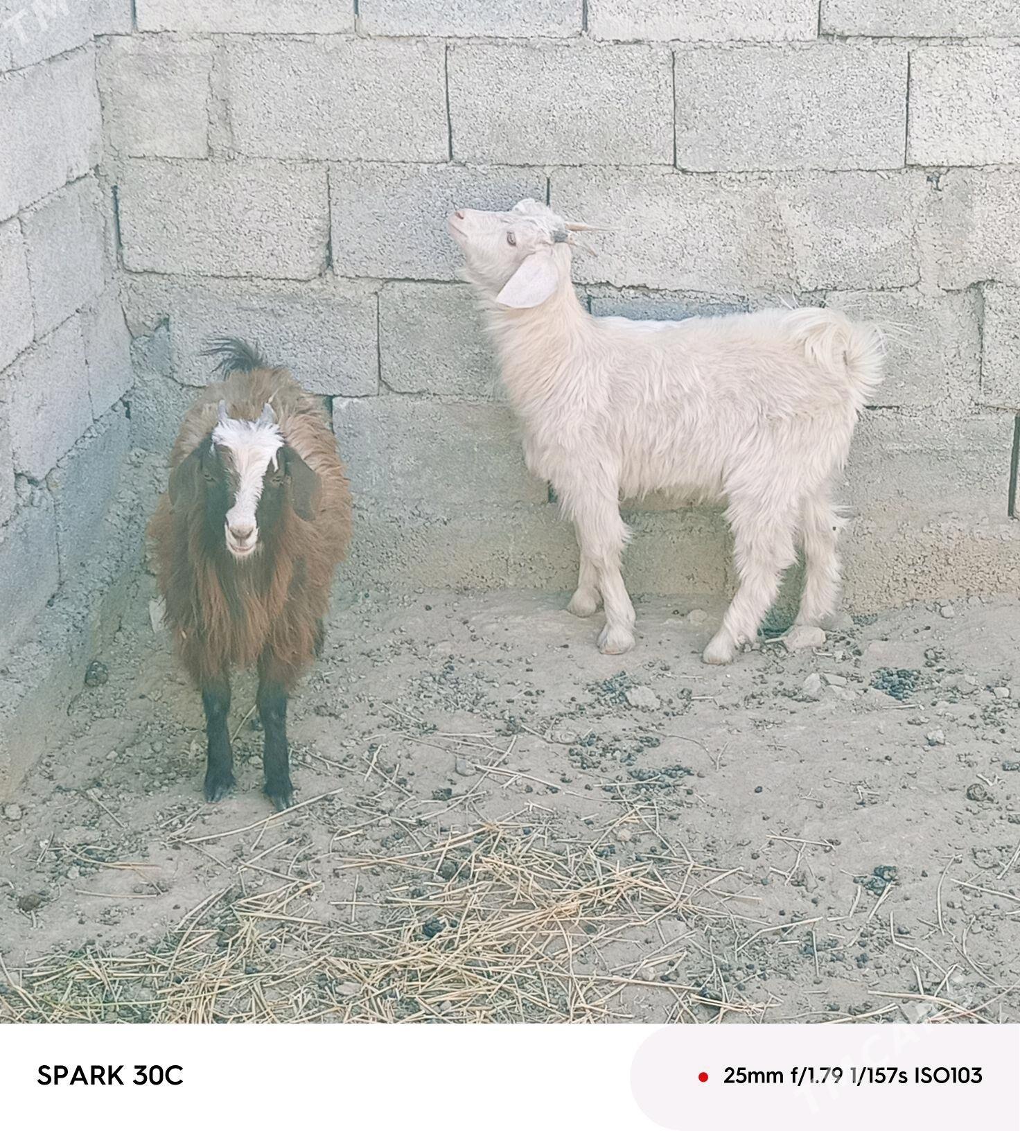 çewiş - Änew - img 1