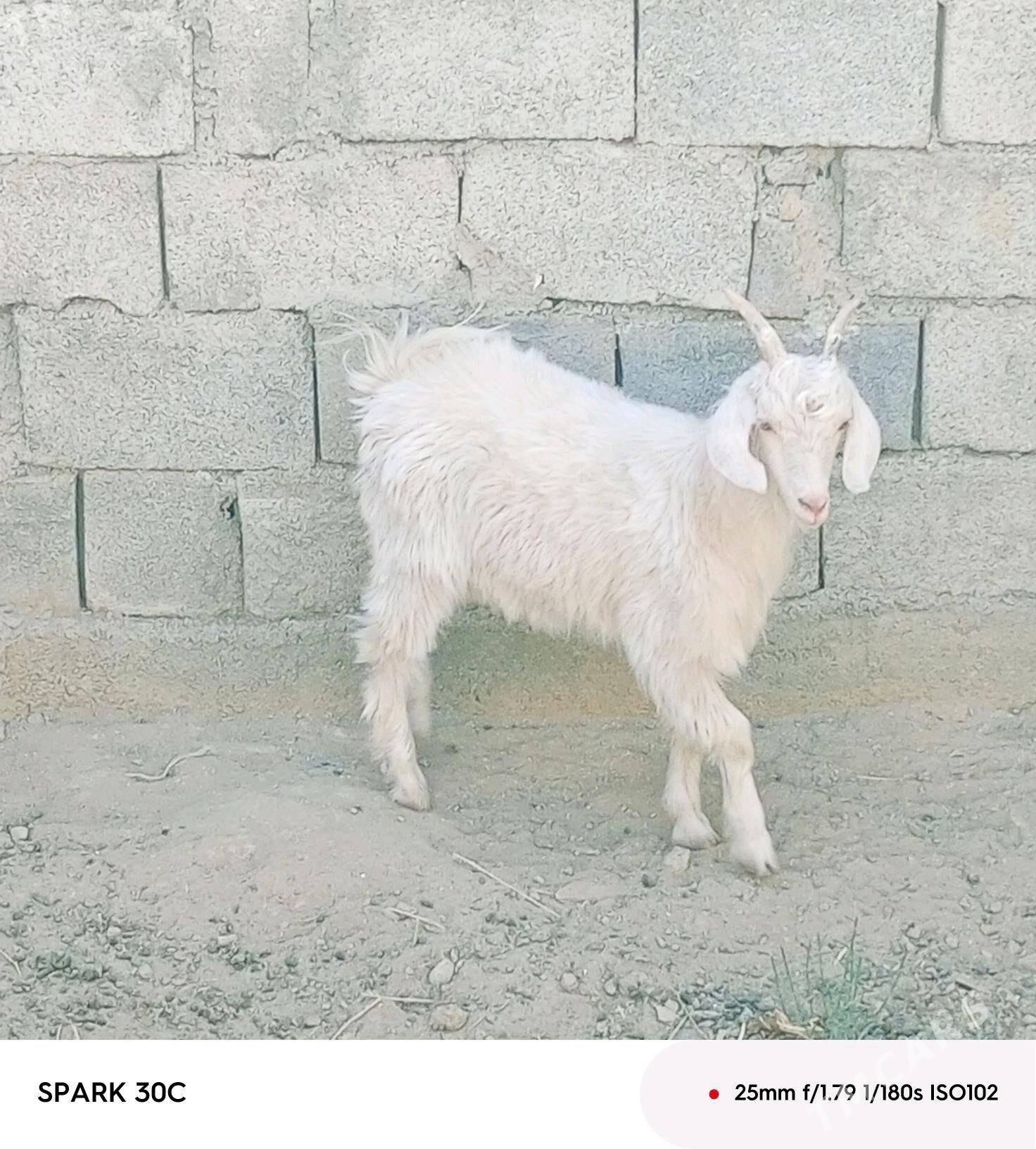 çewiş - Änew - img 4