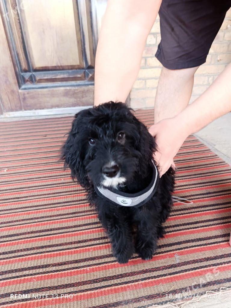 pudel - Türkmenabat - img 5