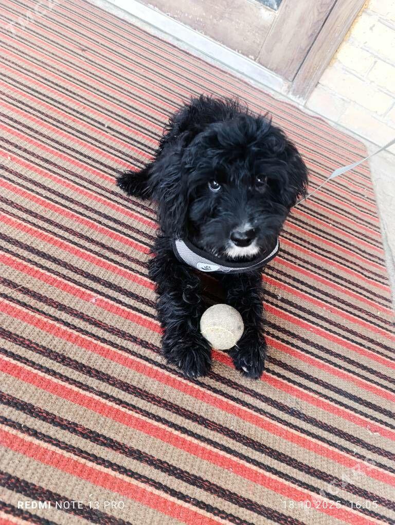 pudel - Türkmenabat - img 4