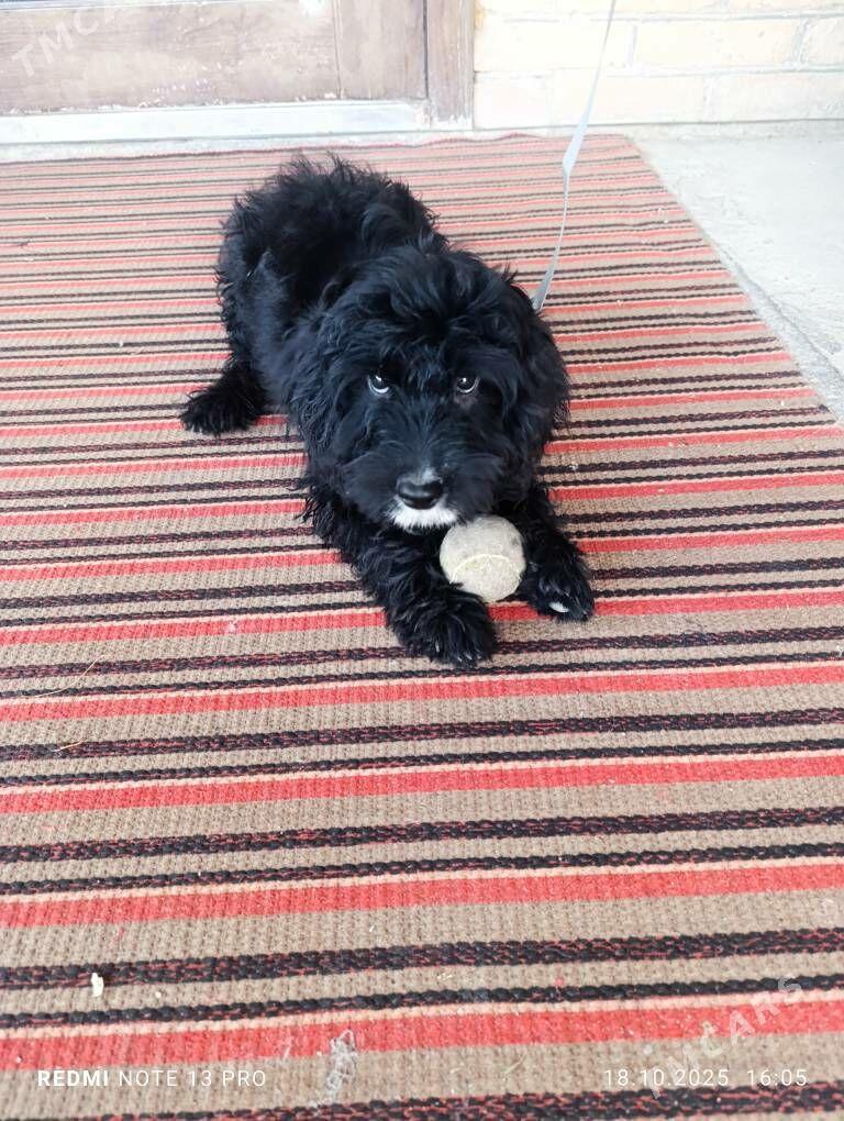 pudel - Türkmenabat - img 2
