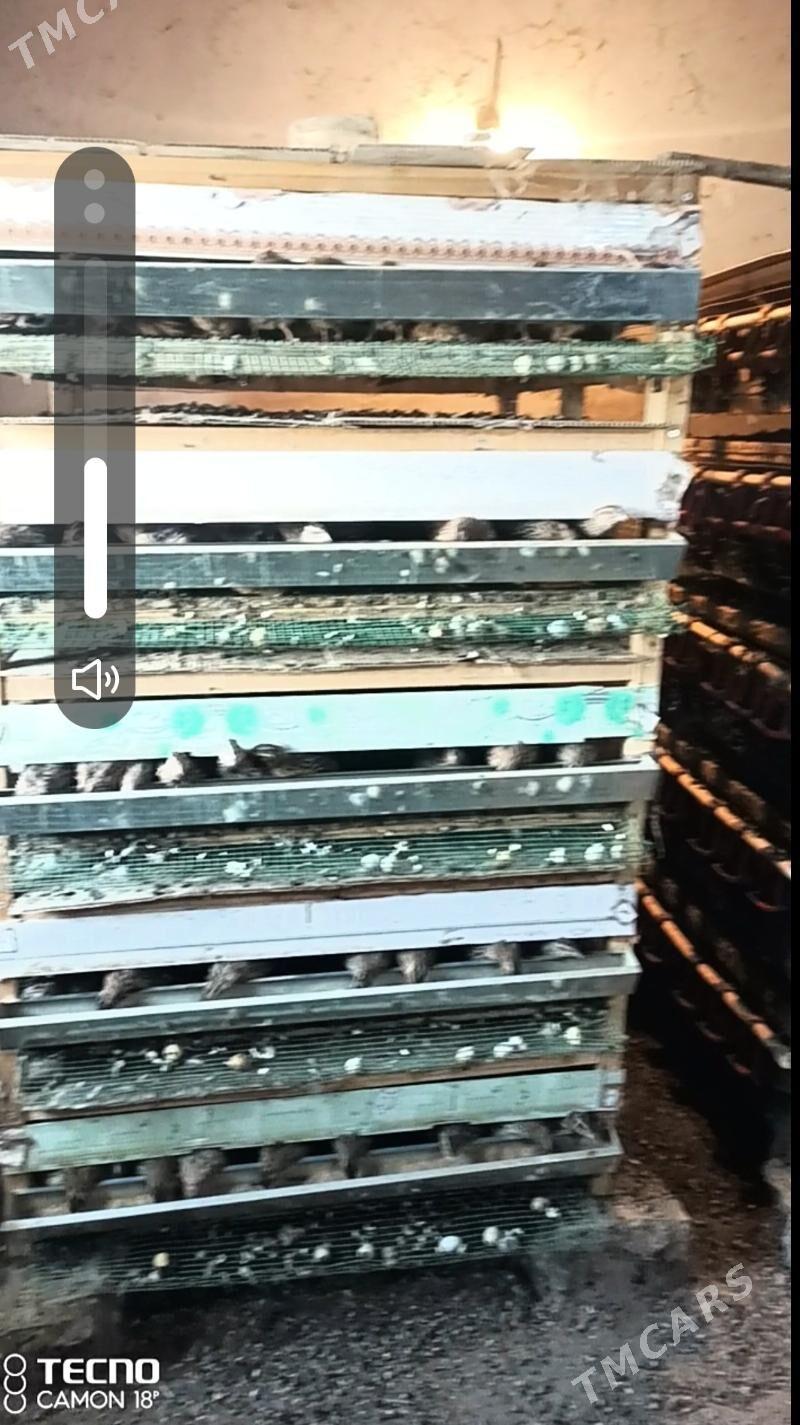 bedene yumurtga - Дашогуз - img 3