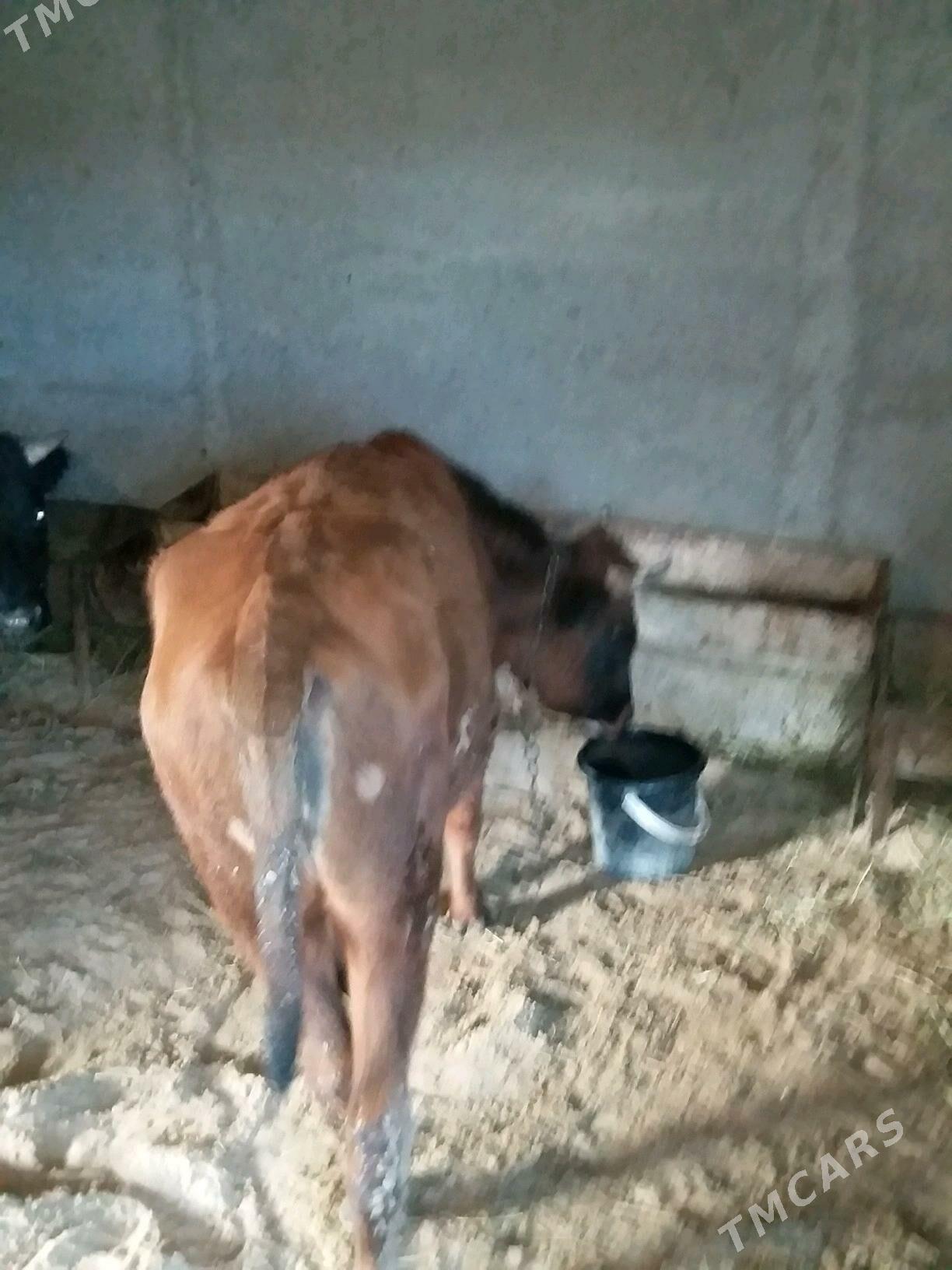 2 сани окиз - Бахарден - img 6