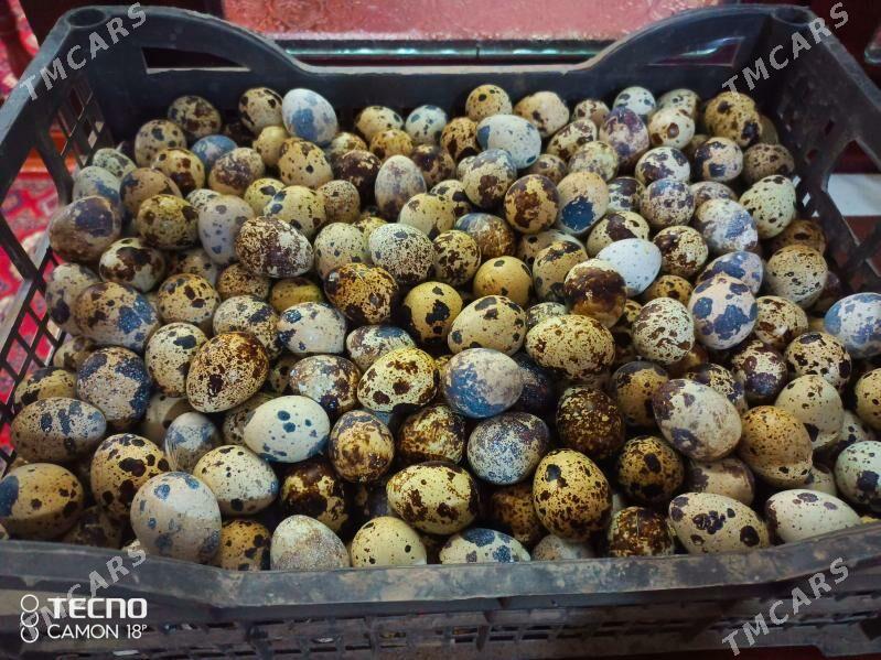 bedene yumurtga - Дашогуз - img 2