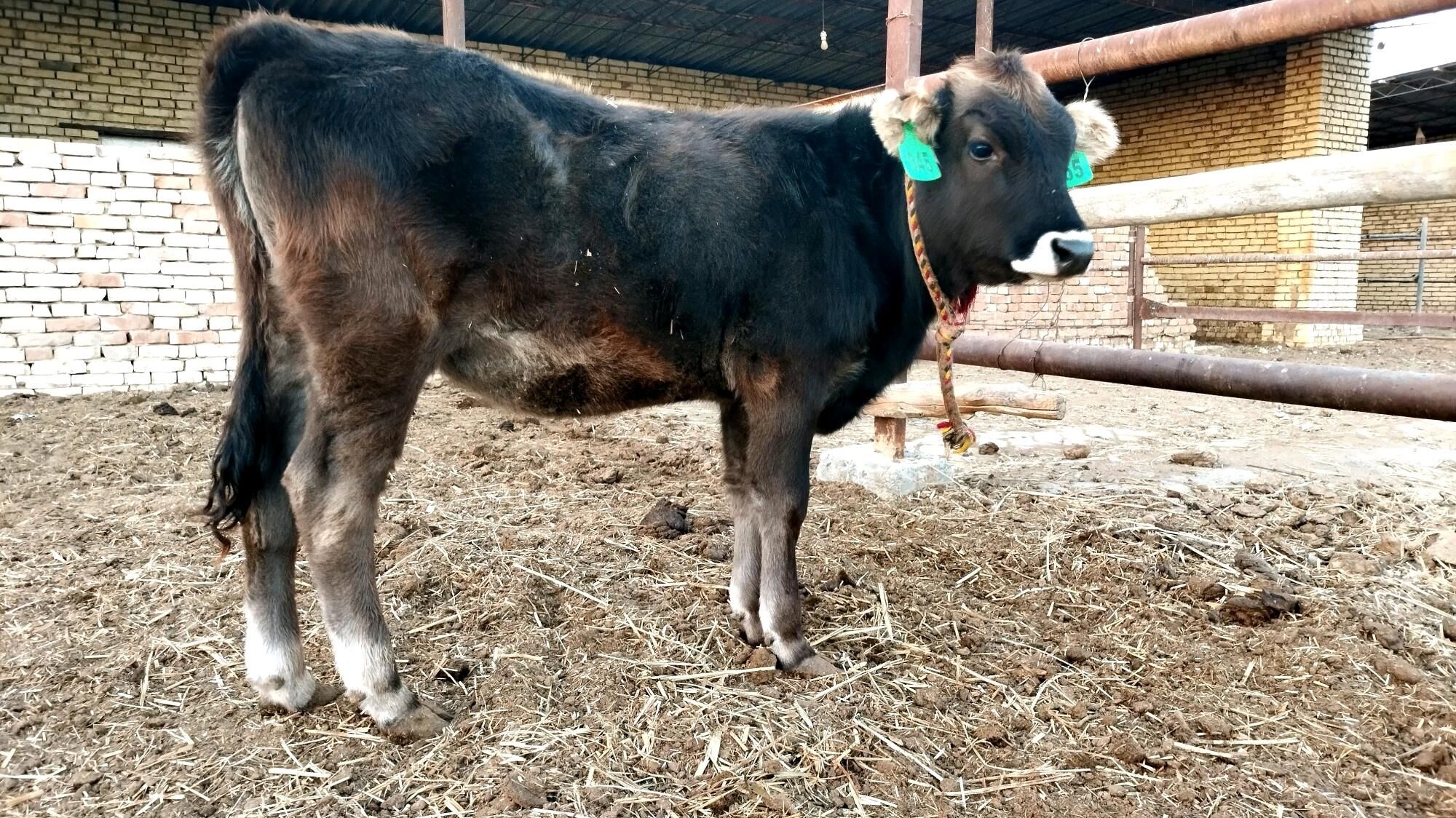 Şwes göle tüwe - Ёлётен - img 9