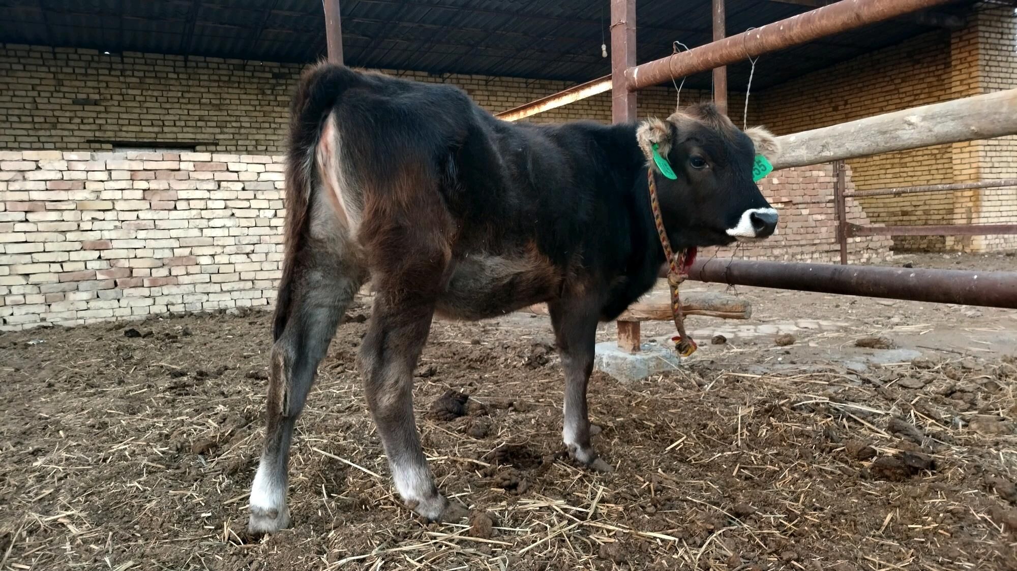 Şwes göle tüwe - Ёлётен - img 10