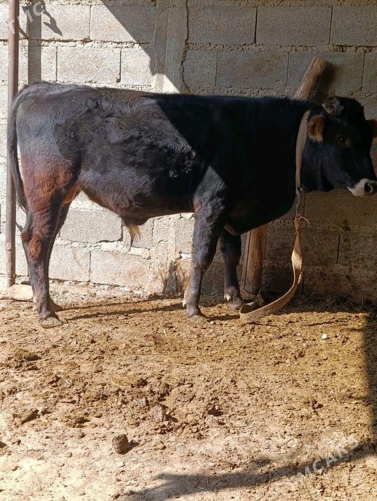 şiwes öküz - Бахарден - img 2