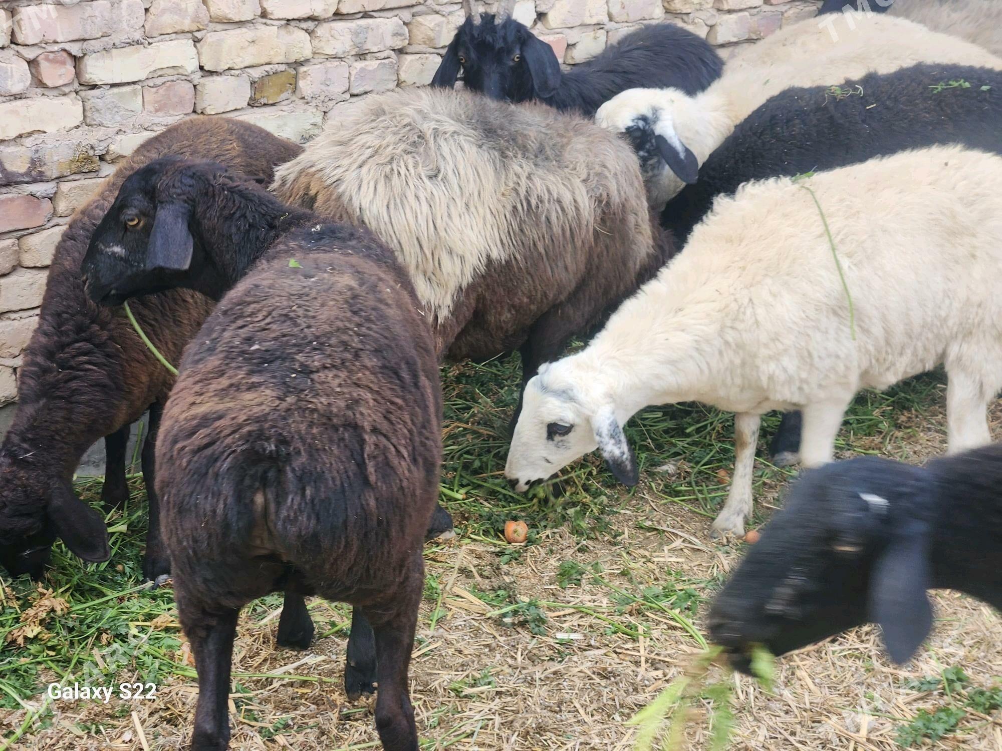 Гисар - Türkmenabat - img 2