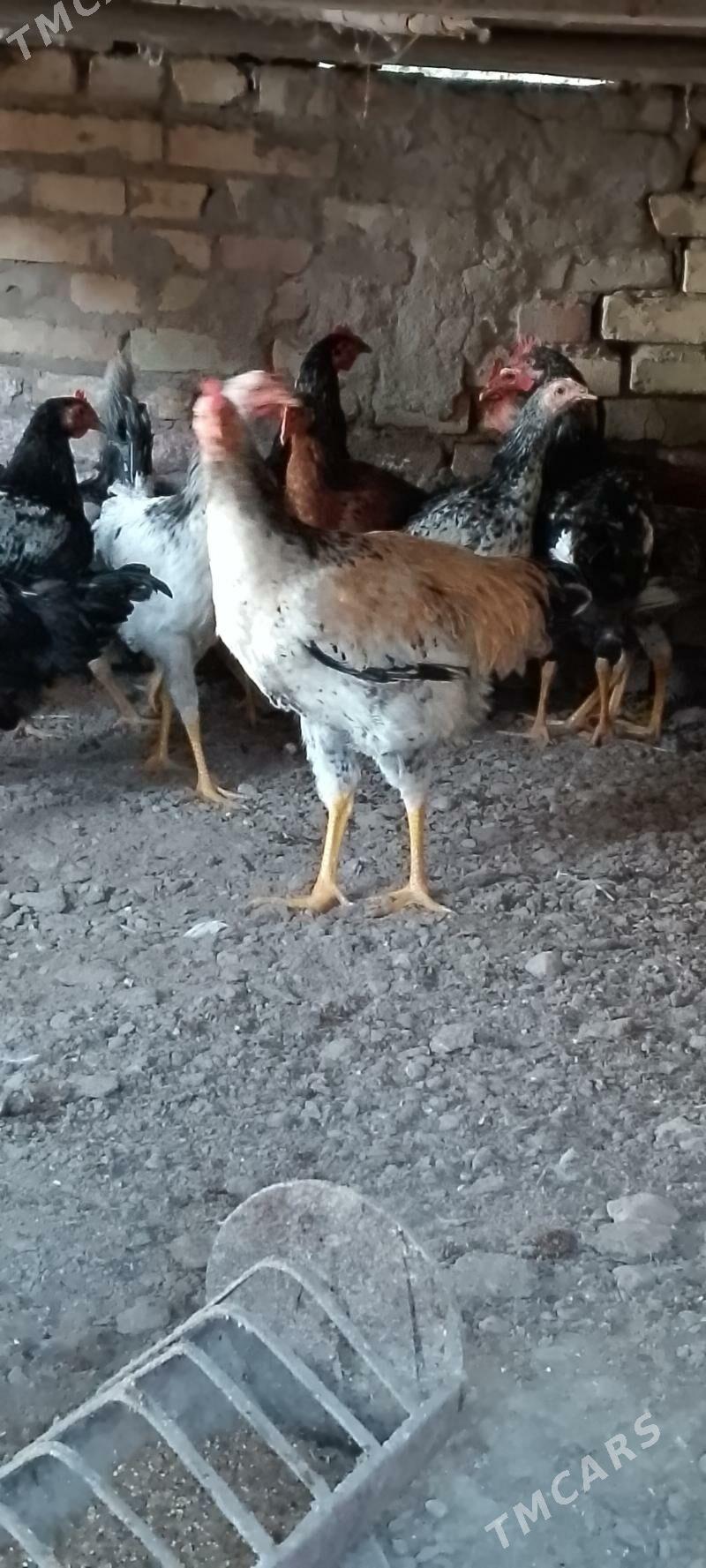 хораз - Дянев - img 2